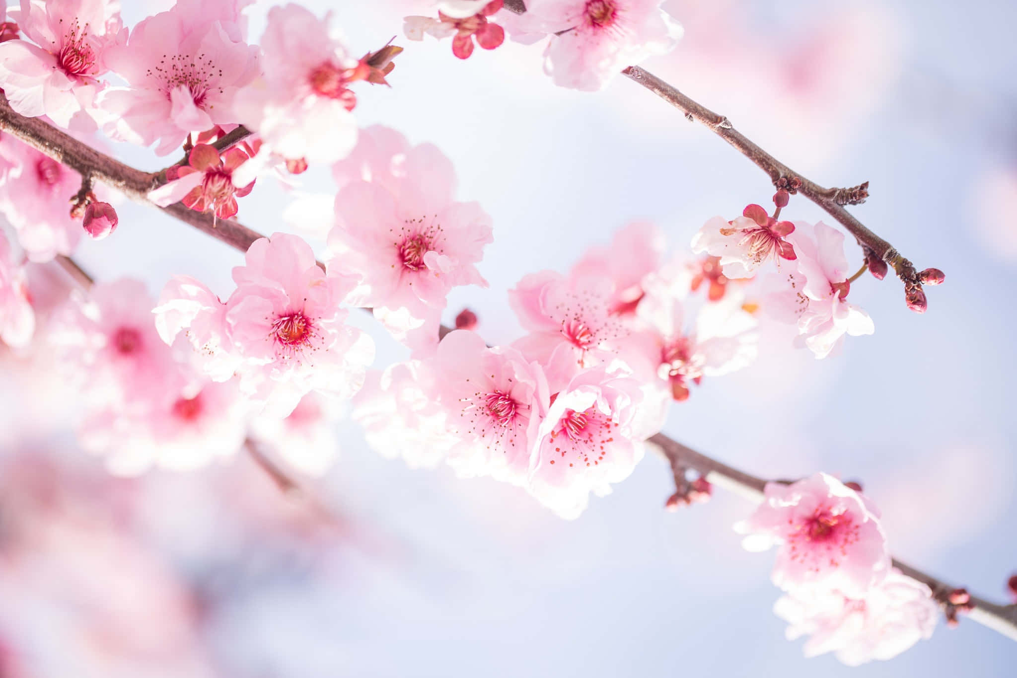 Delicate Cherry Blossoms, springtime glow, soft pink cherry blossoms, Full HD Desktop Wallpaper