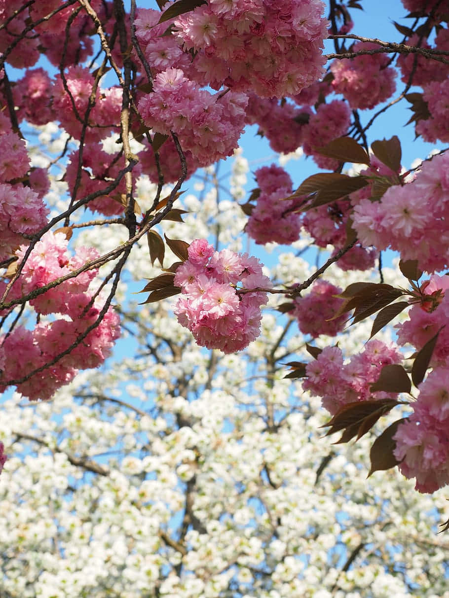 cherry blossoms, pink cherry blossoms, clear blue sky, SD Phone Wallpaper