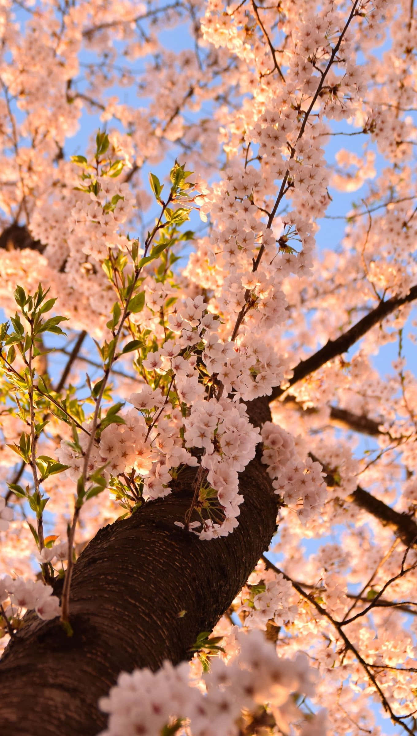 Aesthetic Cherry Blossom, cherry blossom tree, pink flowers, Full HD Phone Wallpaper