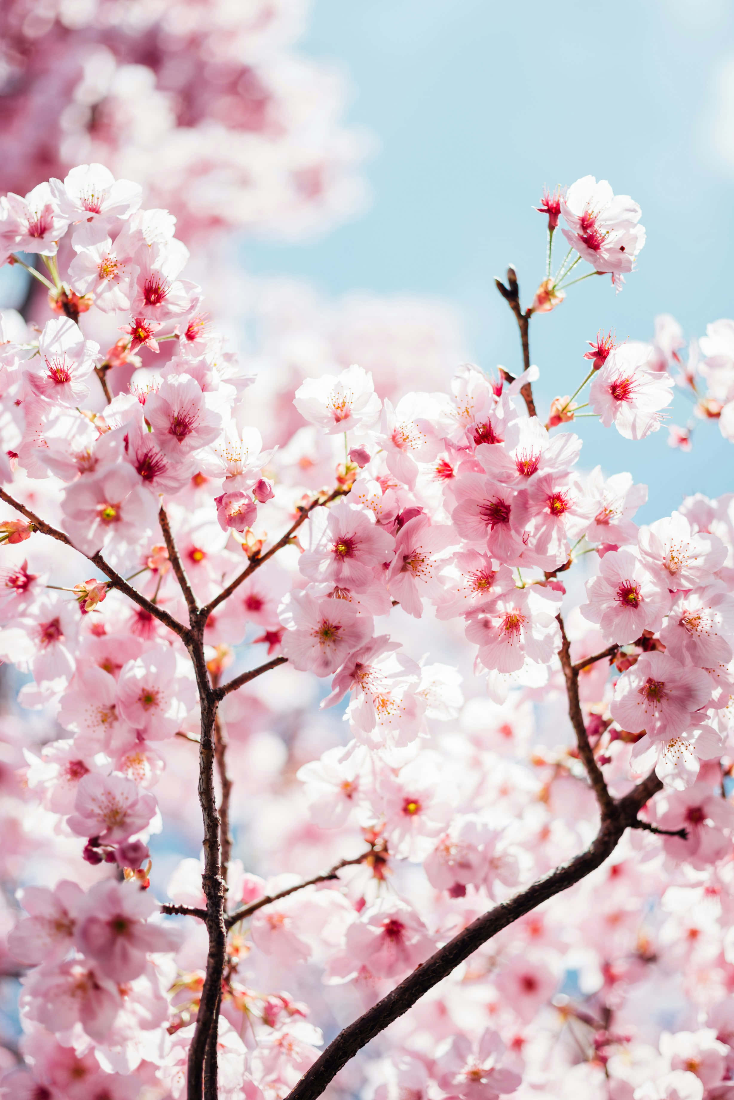 cherry blossomsin bloom, pink cherry blossoms, dark branches, 2K Phone Wallpaper