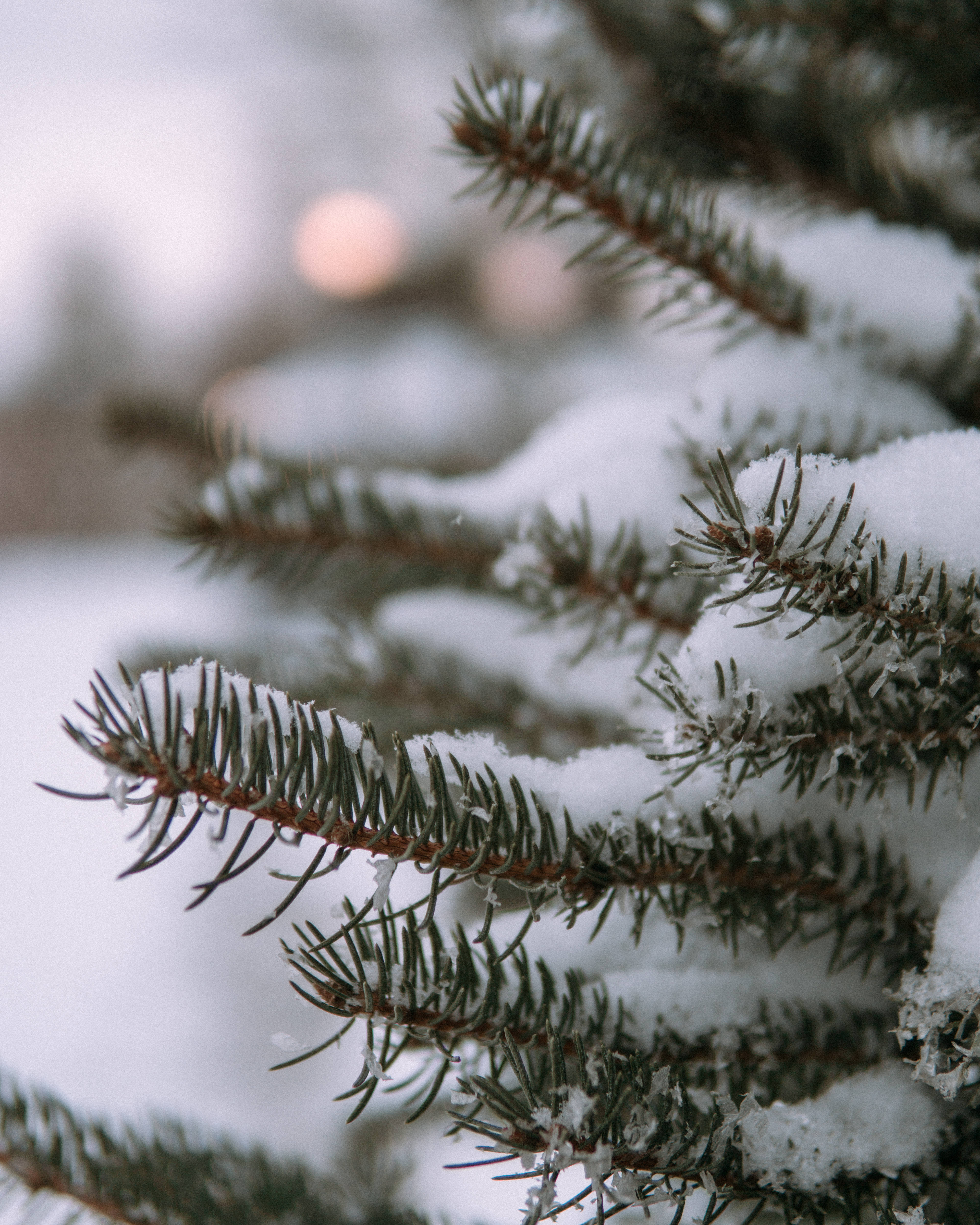 aesthetic christmas tree, snow, evergreen branches, 4K Phone Wallpaper