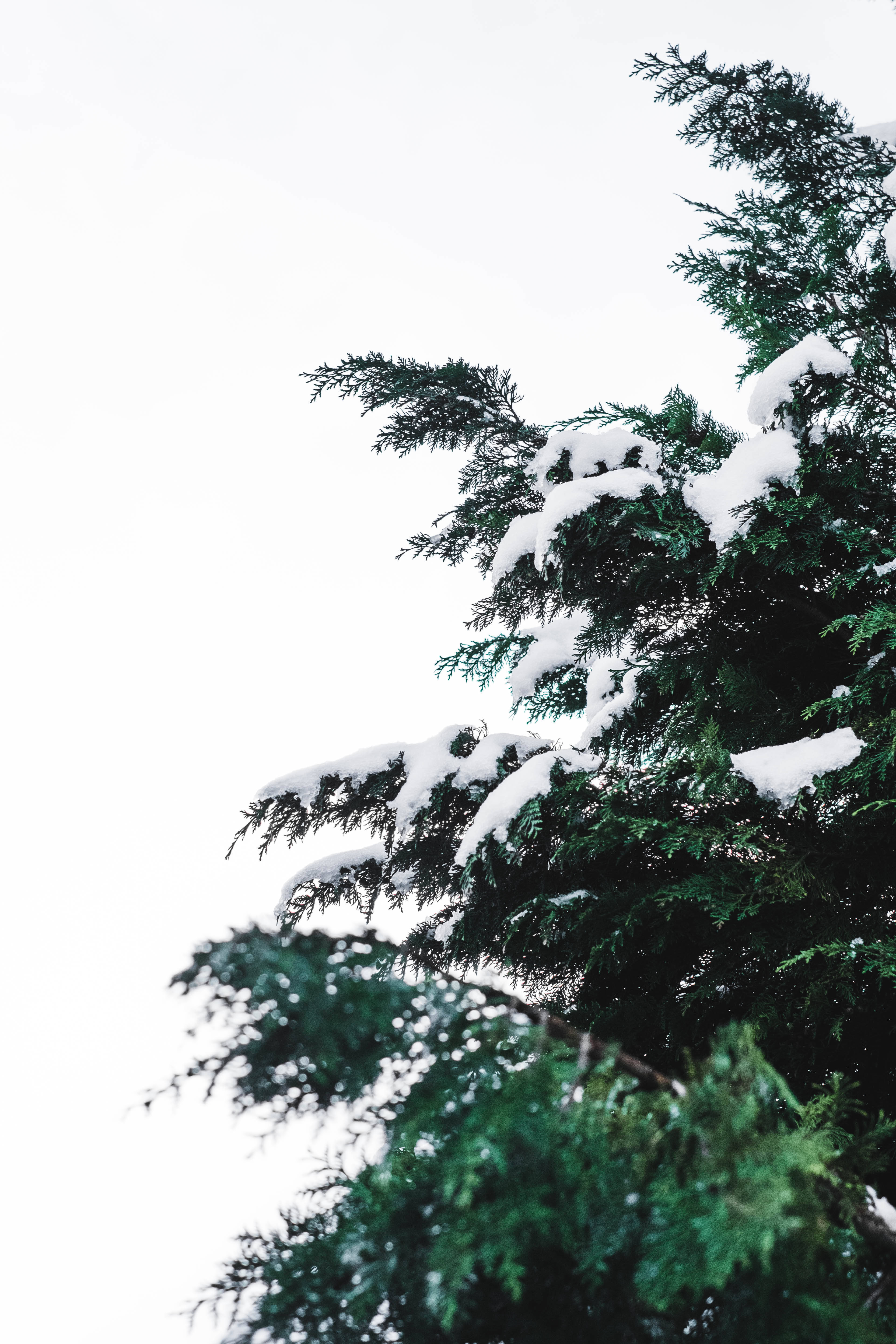 aesthetic christmas tree, snow, deep green needles, 4K Phone Wallpaper