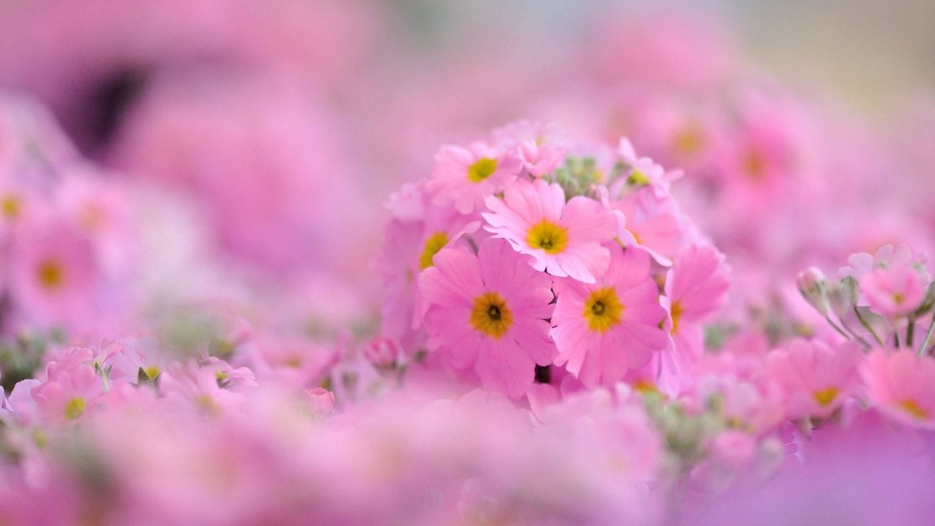 Aesthetic Chromebook, pink flowers, pink primroses, Full HD Desktop Wallpaper