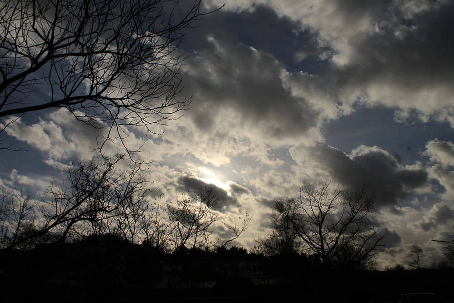 bald trees, silhouetted bare tree branches, dramatic sky, SD Desktop Wallpaper