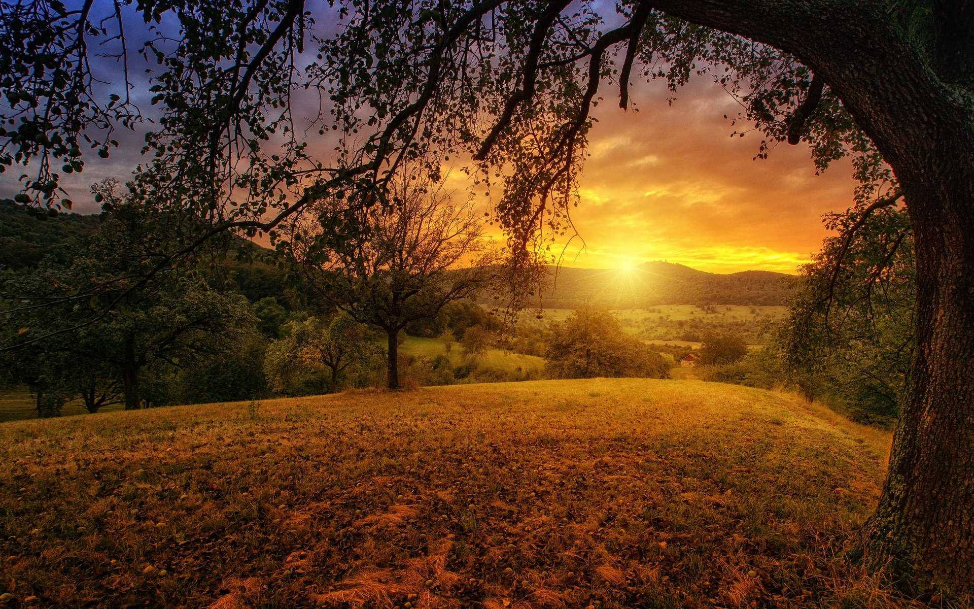 golden sunset, tree's branches, rolling hillside, Full HD Desktop Wallpaper