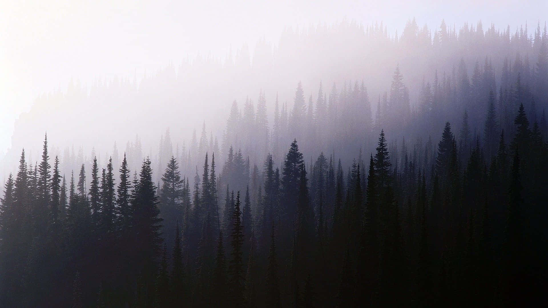 foggy aesthetic, Hazy Beauty, misty dawn, Full HD Desktop Wallpaper