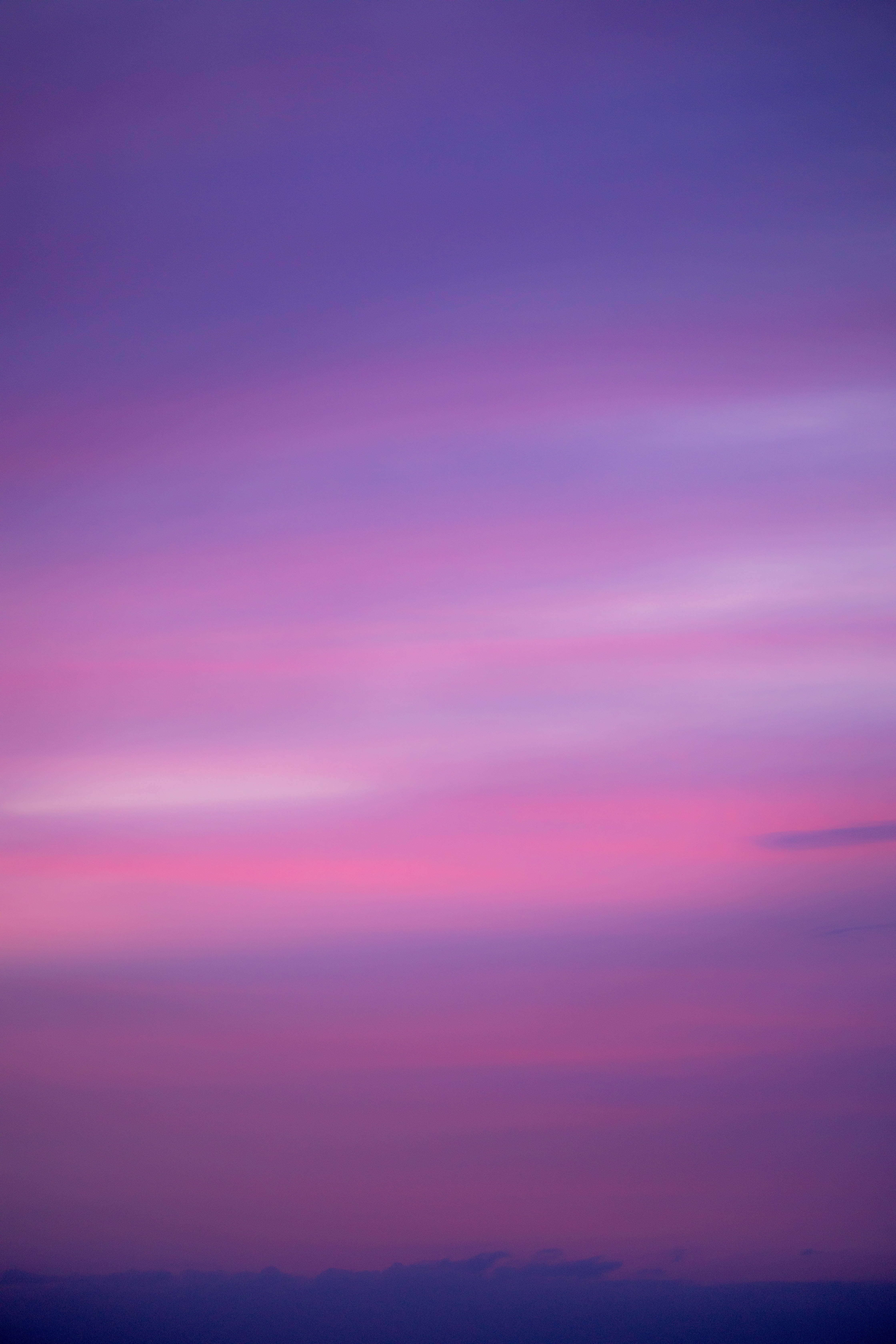 vibrant purple bloom, lush green foliage, twilight sky, 5K Phone Wallpaper