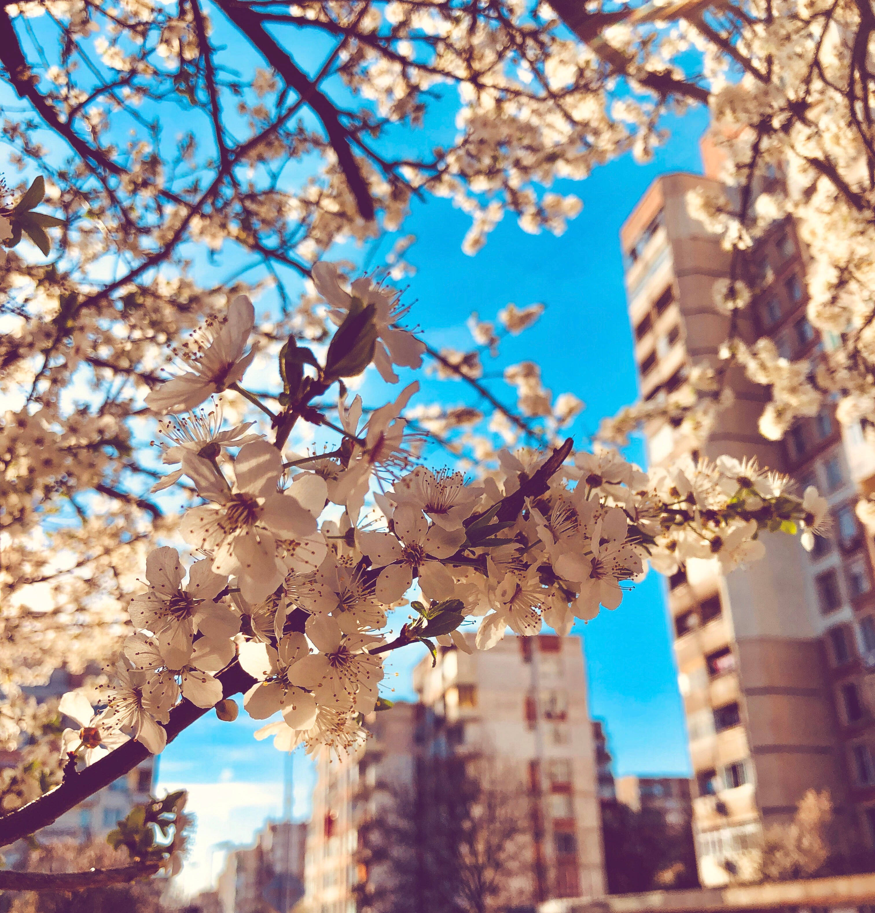 white cherry blossoms, bright blue sky, urban apartment buildings, 2K Phone Wallpaper