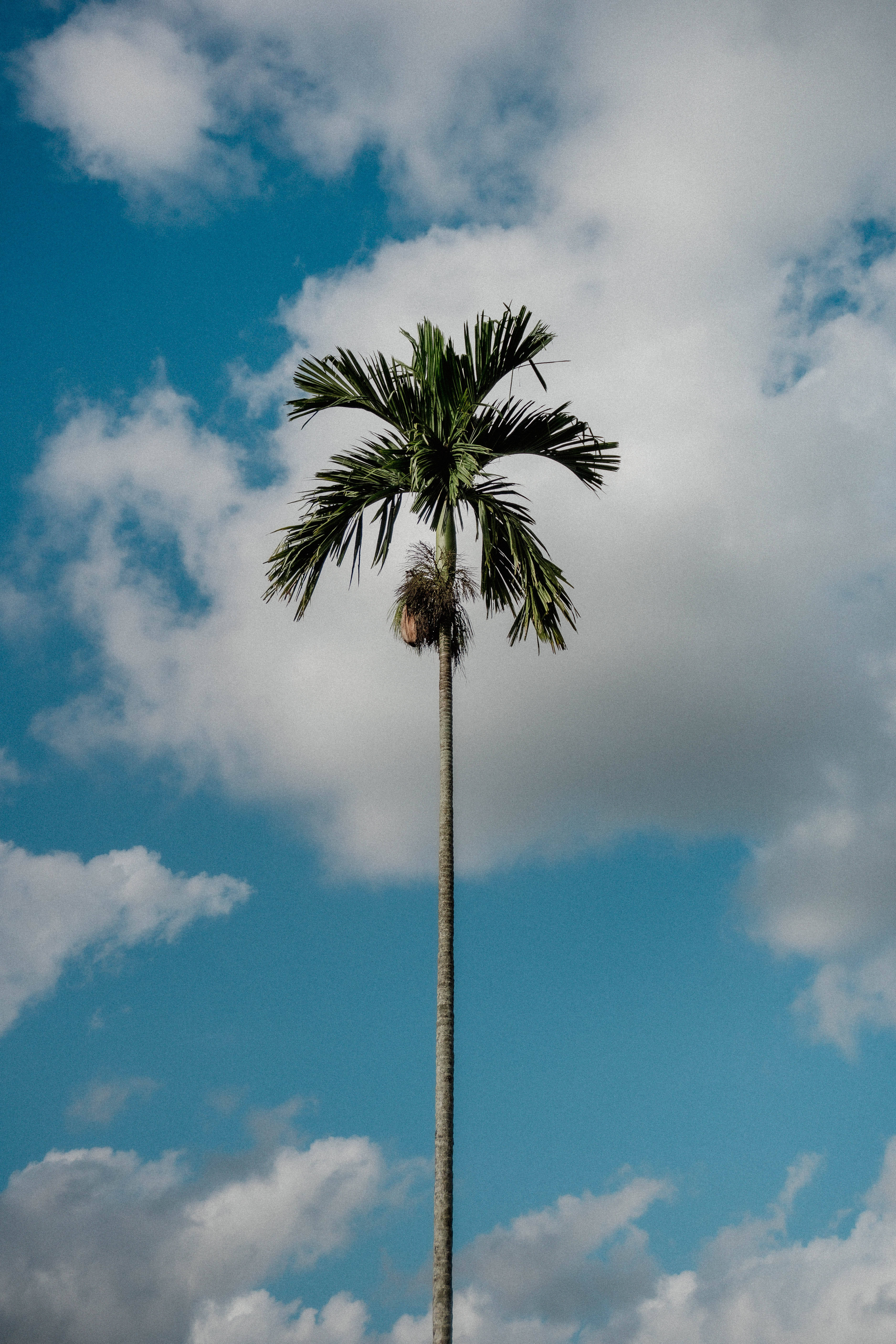 palm tree, vibrant blue sky, fluffy white clouds, 5K Phone Wallpaper