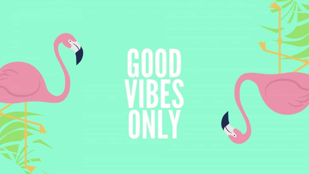 Aesthetic Computer 4K, mint green background, pink flamingos, SD Desktop Wallpaper
