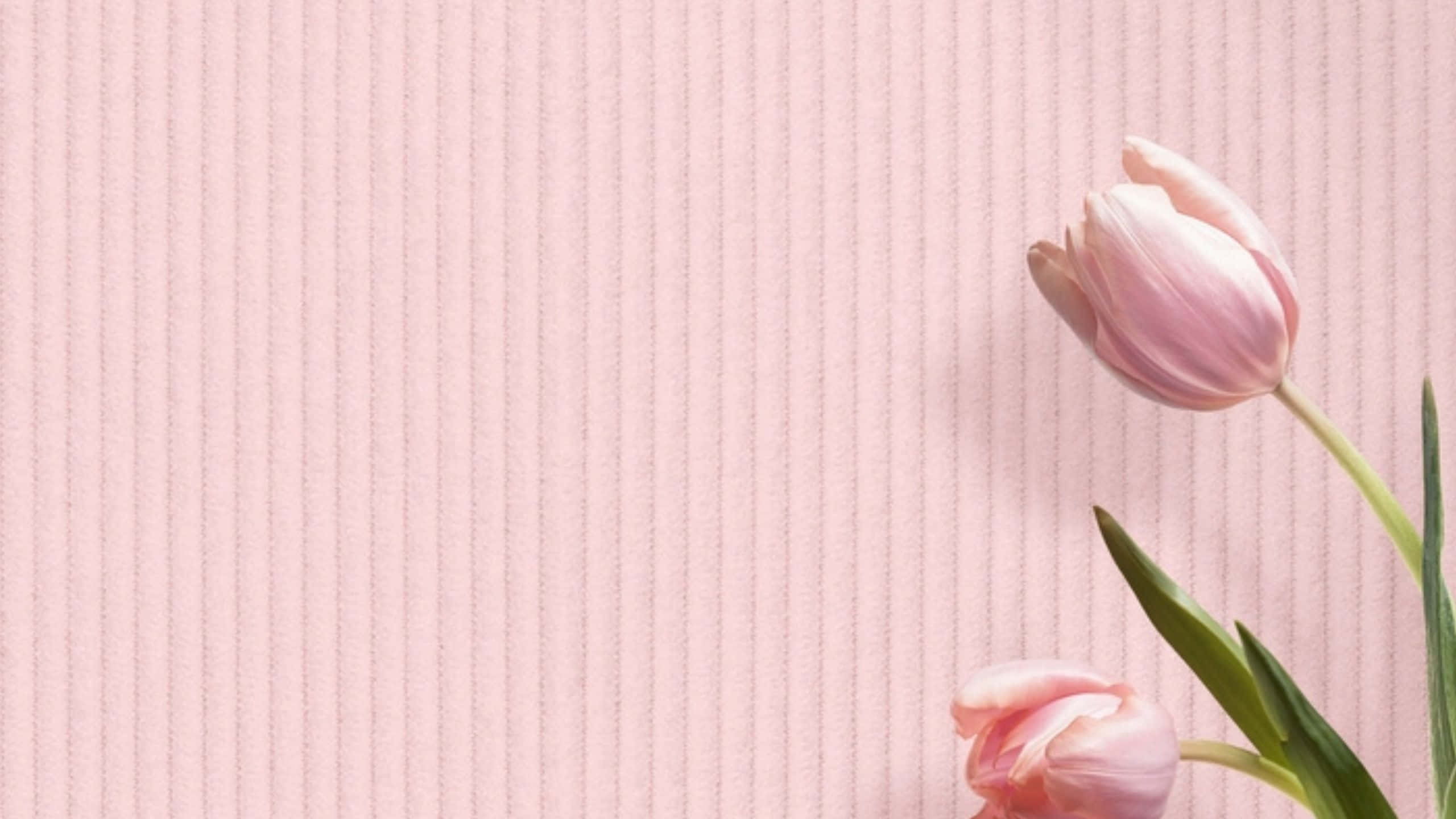 Aesthetic Computer Light Pink, light pink, tulips, 2K Desktop Wallpaper