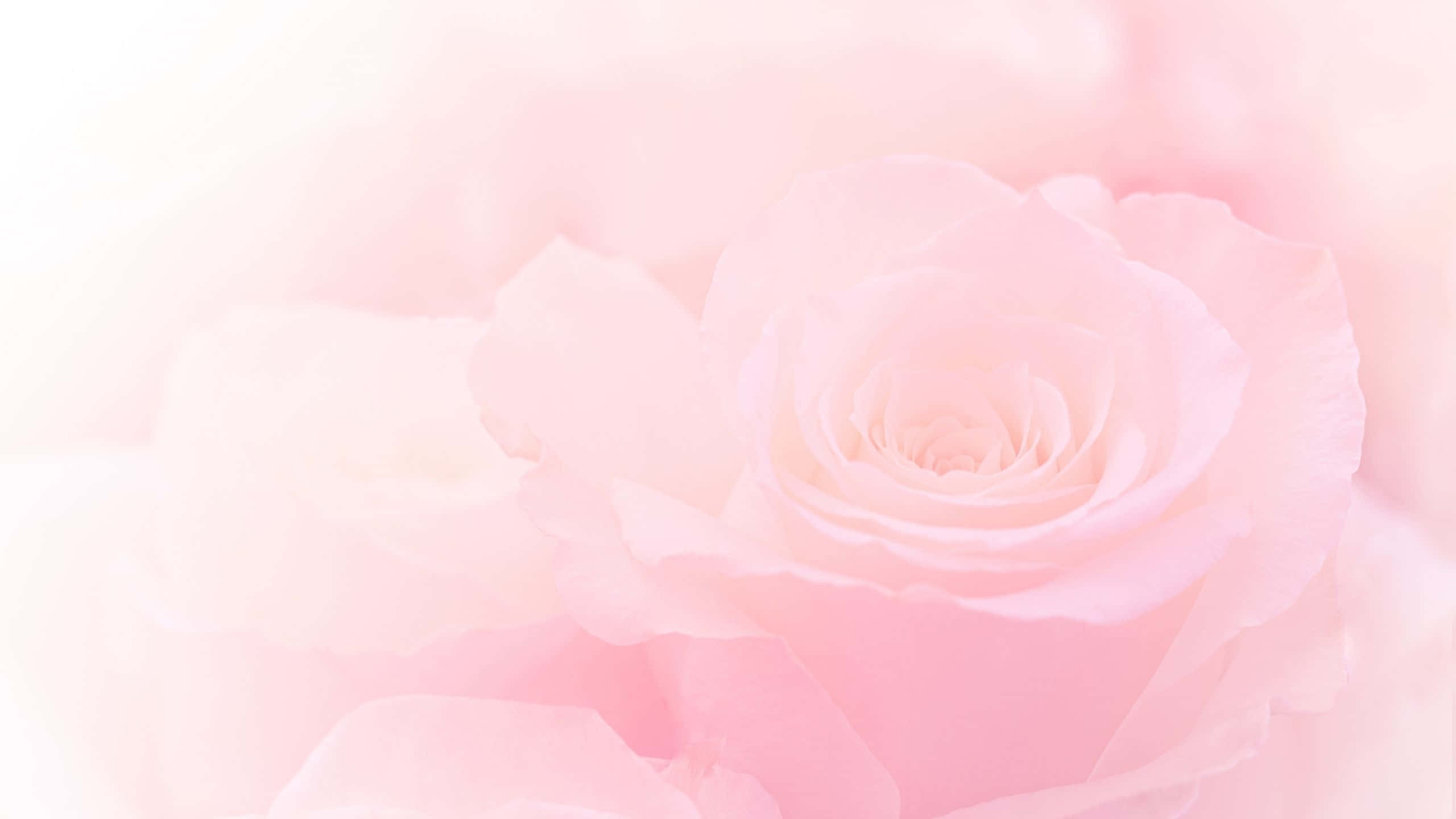 Aesthetic Computer Light Pink, blooming rose, soft-focus, 2K Desktop Wallpaper
