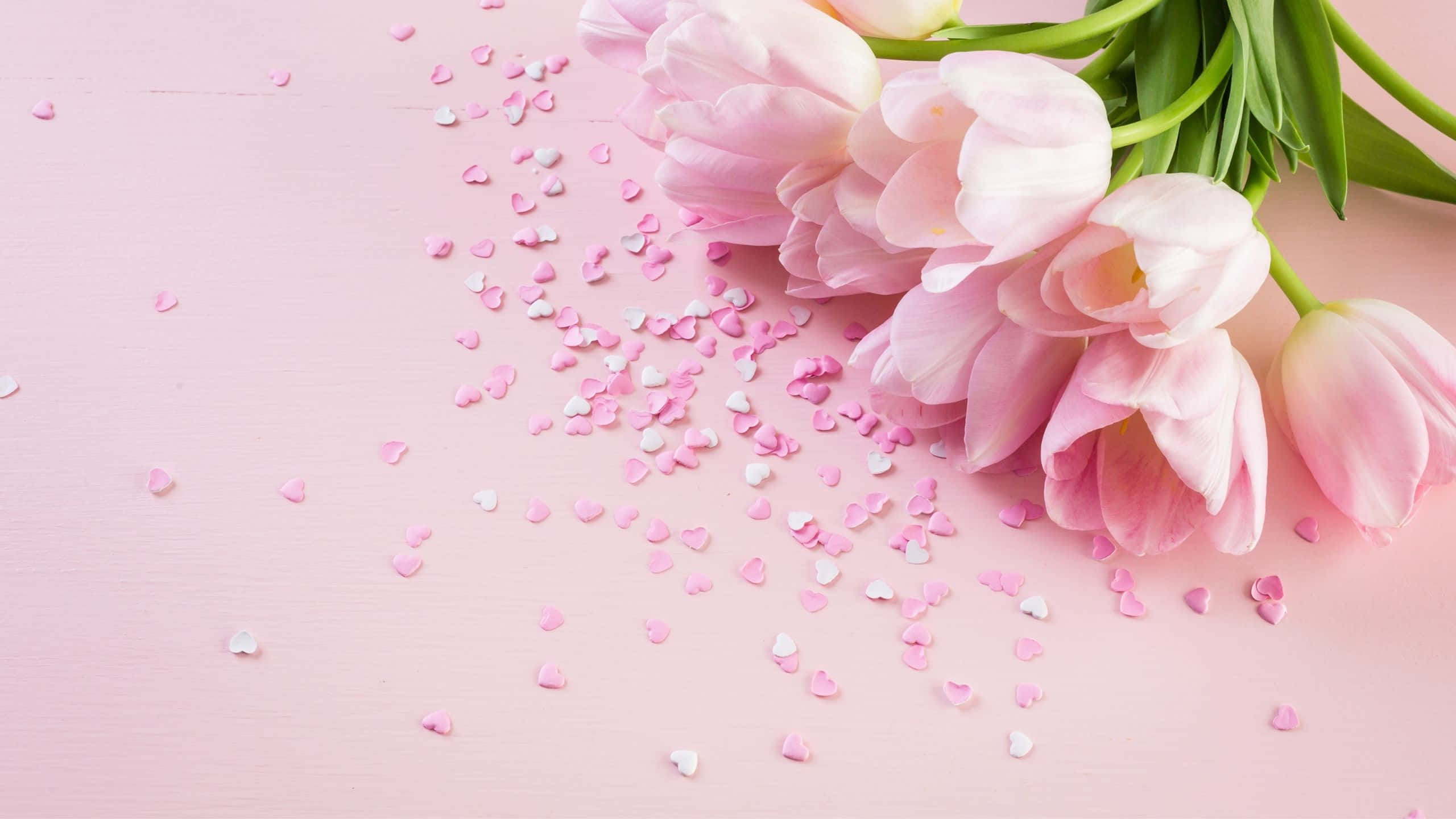 light pink, pastel pink, tulips, 2K Desktop Wallpaper