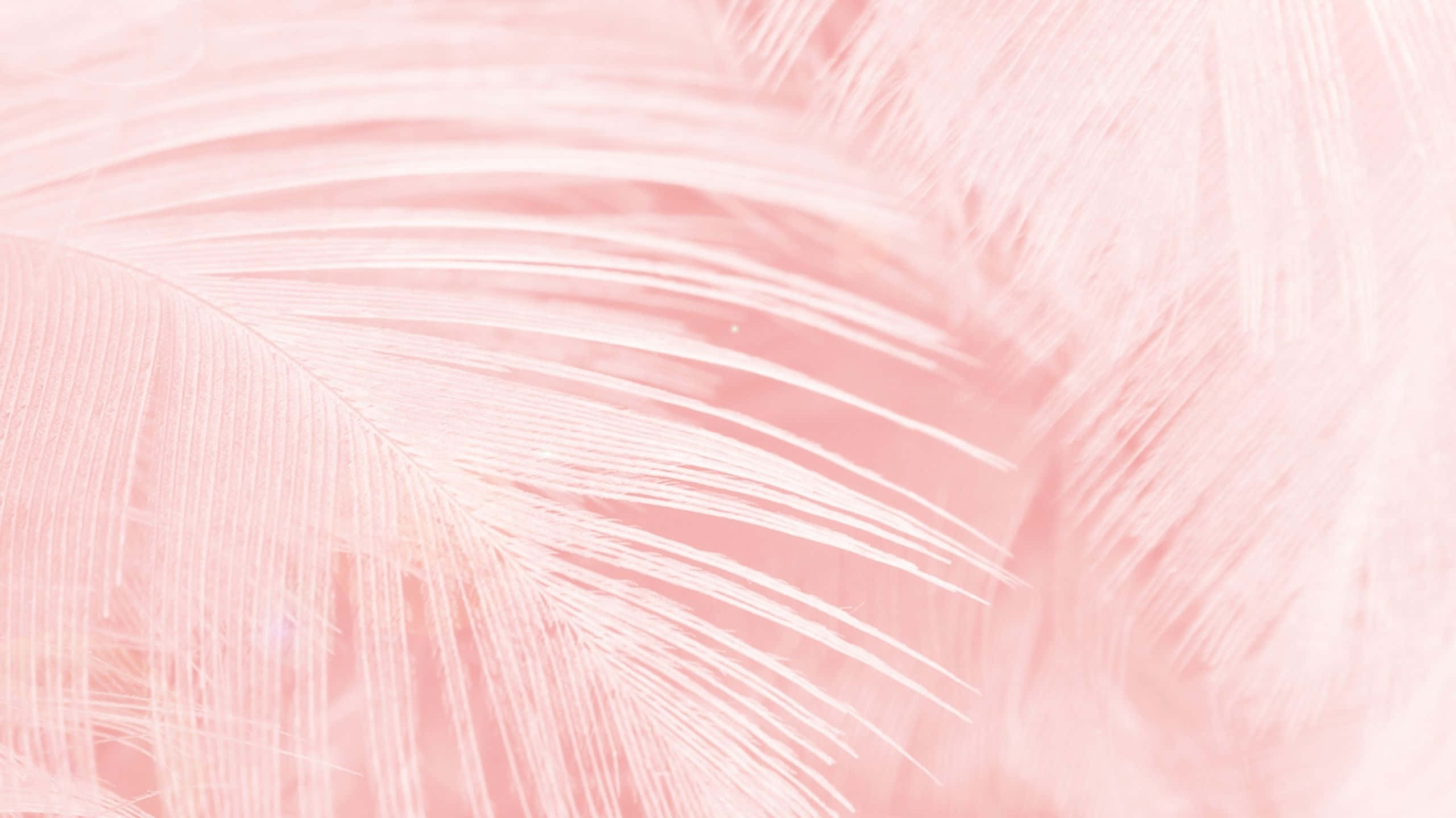 Aesthetic Computer Light Pink, soft pink feathers, delicate white barbs, 2K Desktop Wallpaper