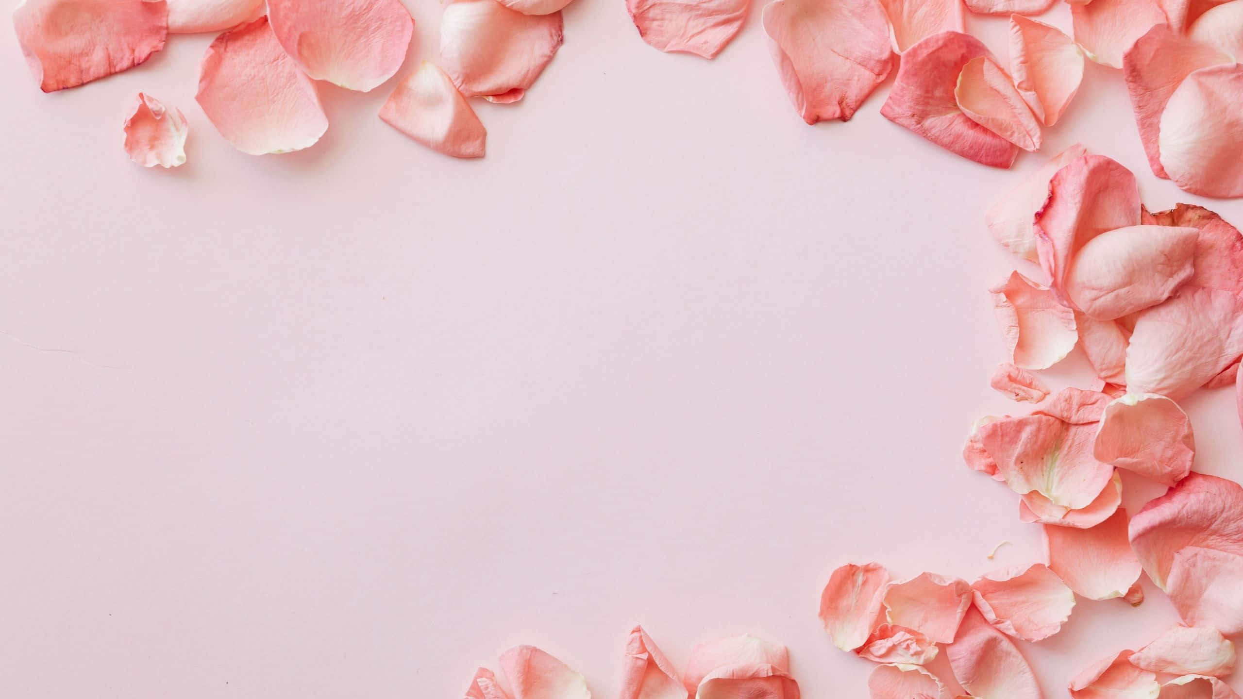 Aesthetic Computer Light Pink, soft pink rose petals, minimalist pastel background, 2K Desktop Wallpaper