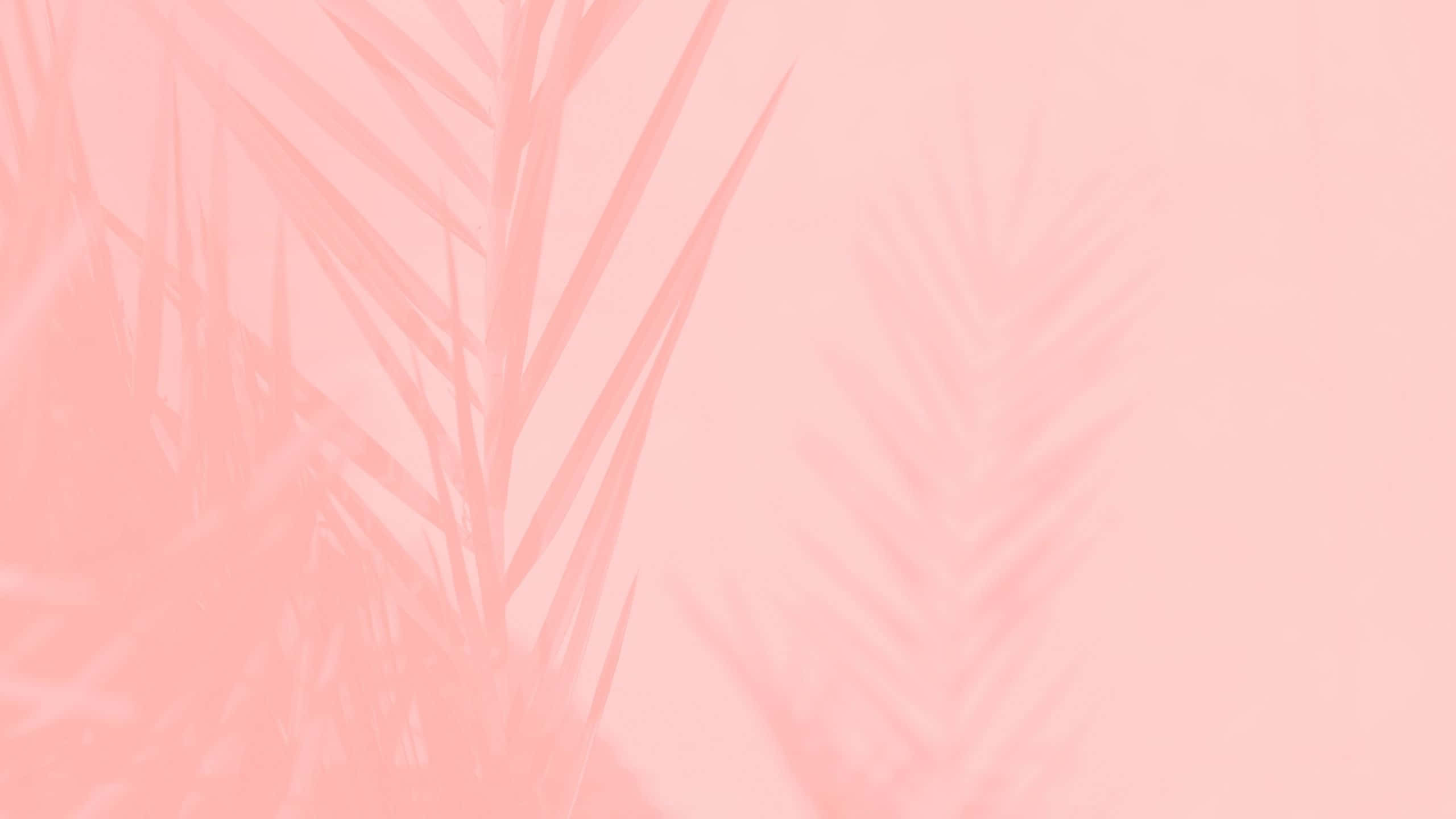 Aesthetic Computer Light Pink, soft pink background, delicate blurred palm frond silhouettes, 2K Desktop Wallpaper