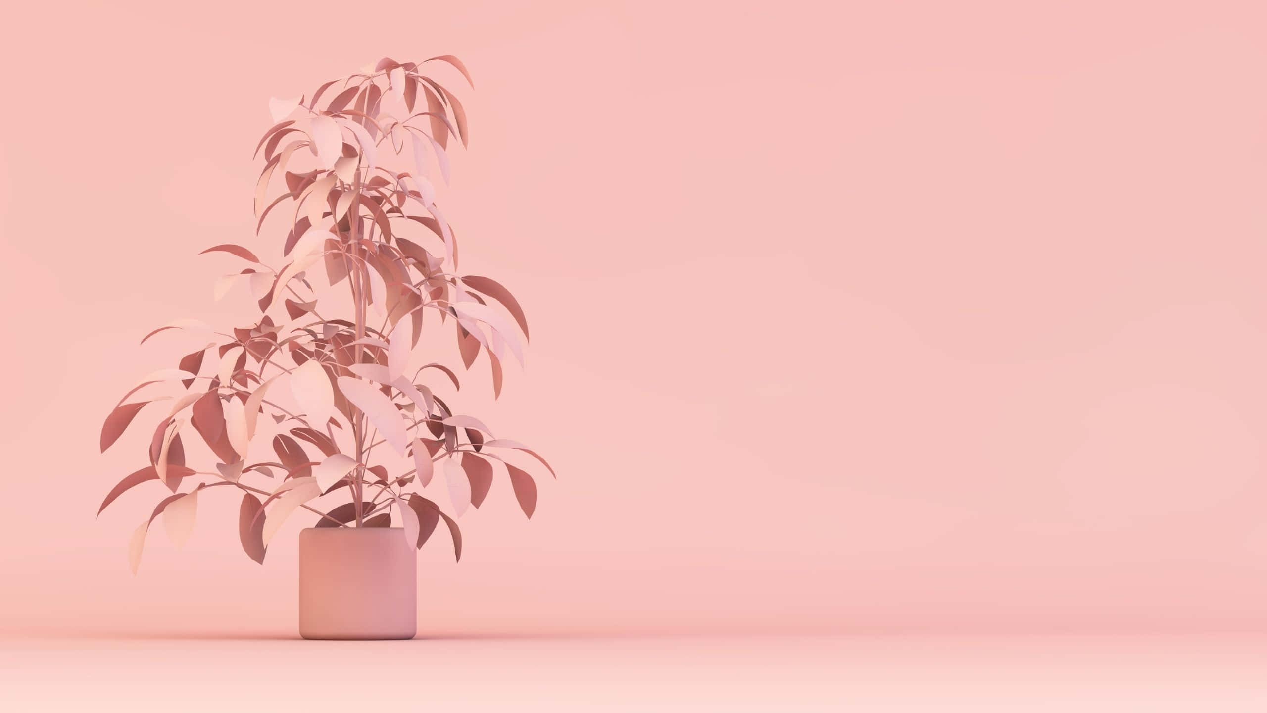 light pink, soft pink gradient, minimalist potted plant, 2K Desktop Wallpaper