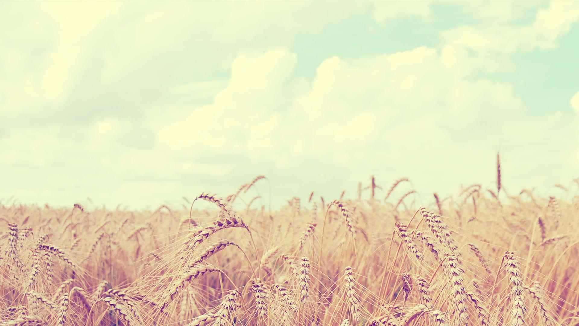 Soft Aesthetic Wheat Field Computer, golden wheat stalks, soft pastel sky, Full HD Desktop Wallpaper