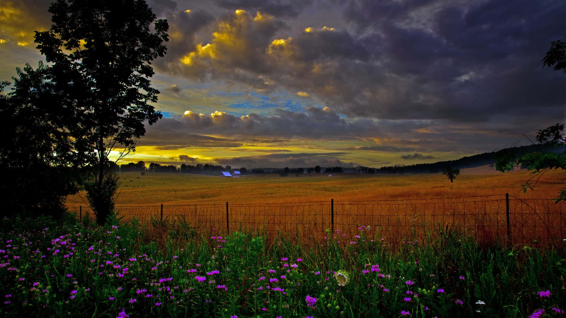 golden sunset, wildflower field, twilight sky, Full HD Desktop Wallpaper