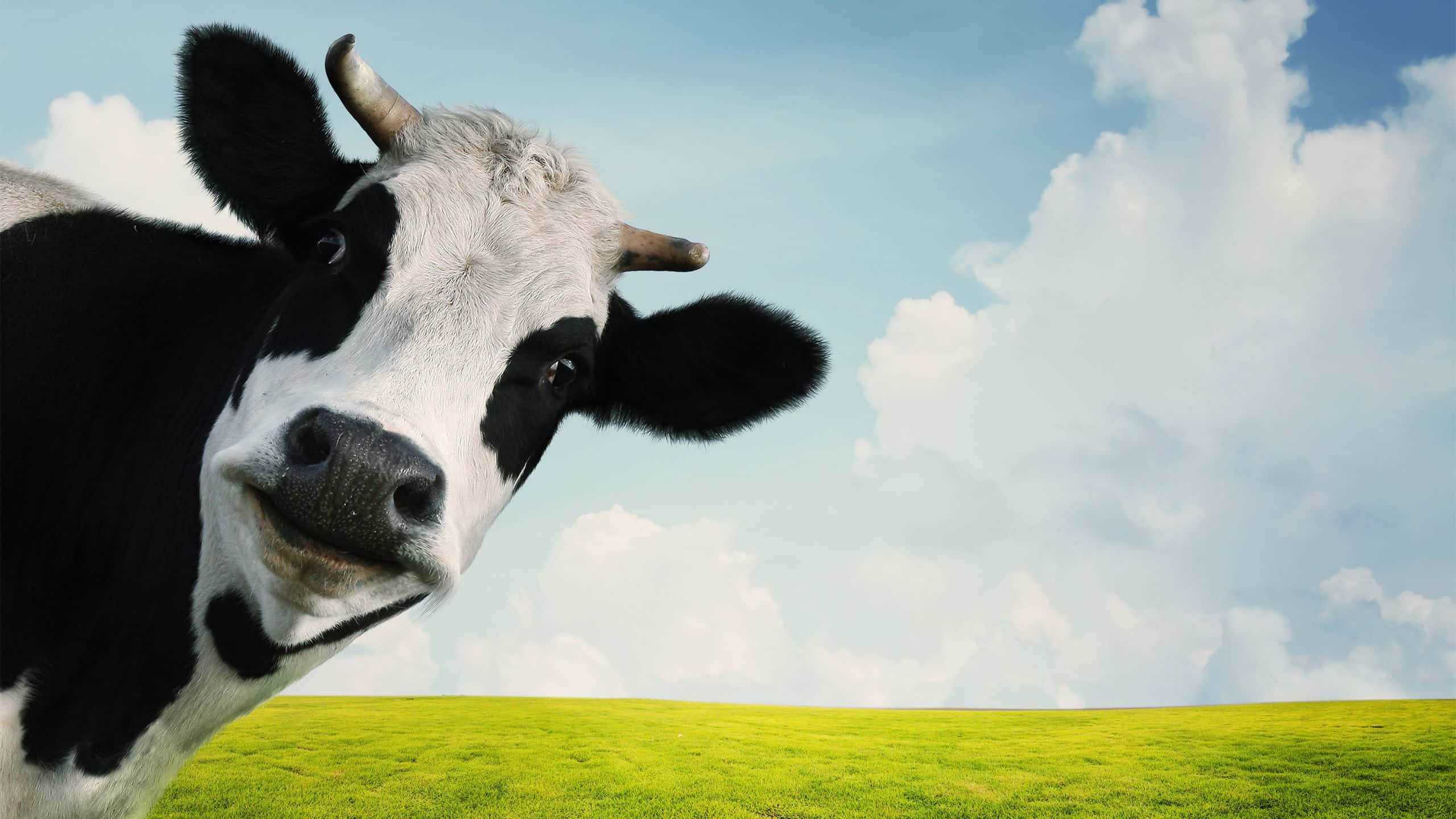 aesthetic cow, black and white cow, vibrant green field, 2K Desktop Wallpaper