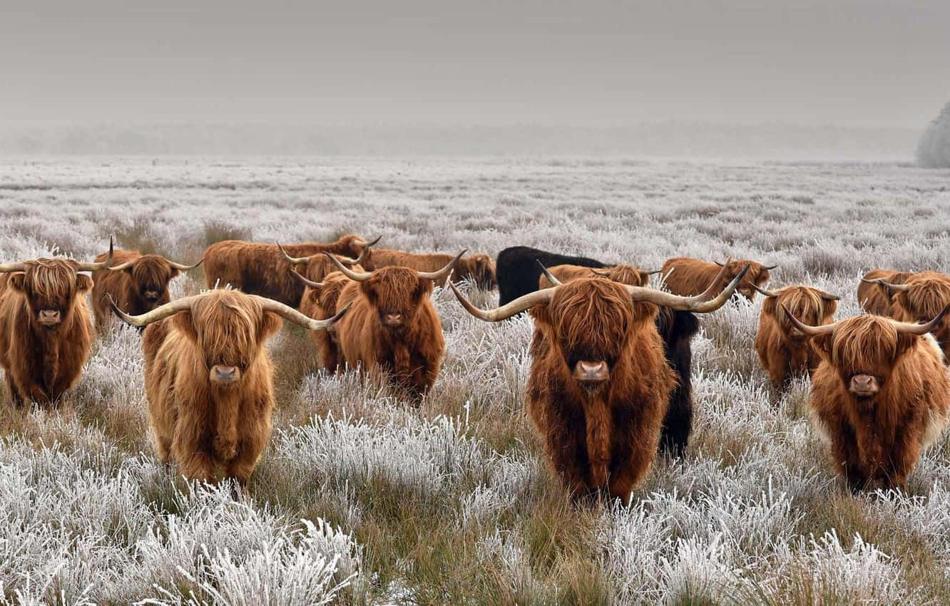 Highland cattle, frost-covered field, gray sky, HD Desktop Wallpaper