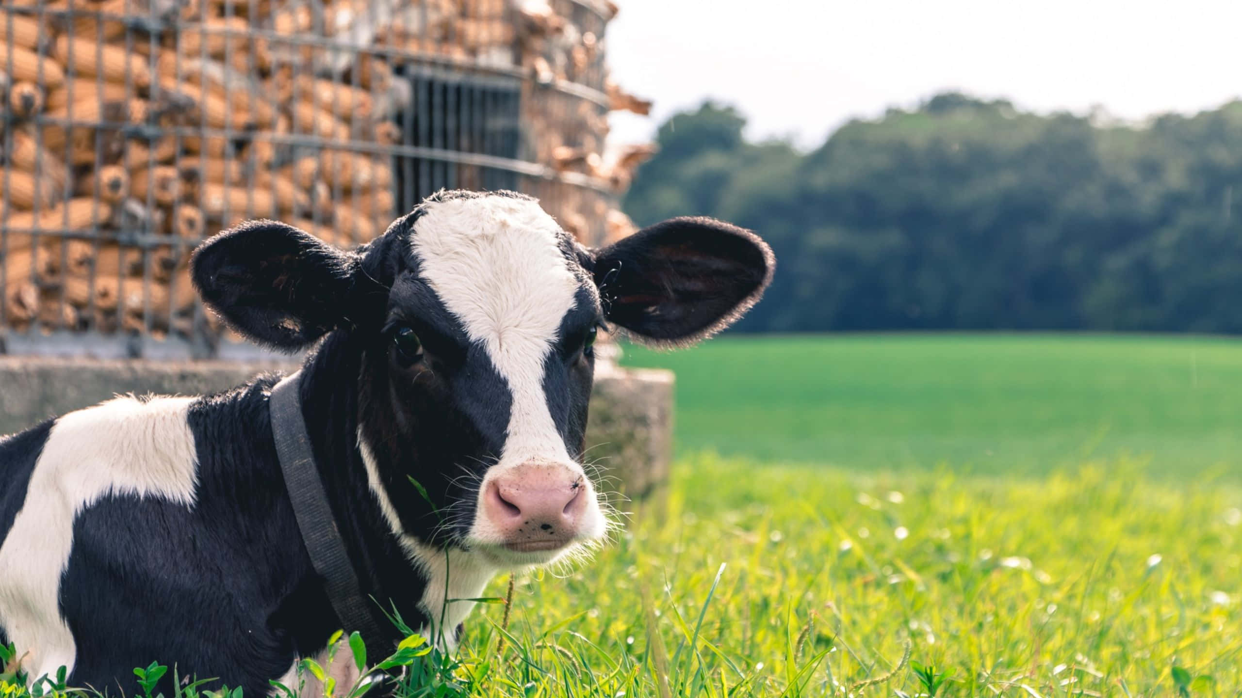 black and white calf, vibrant green grass, wooden fence, 2K Desktop Wallpaper