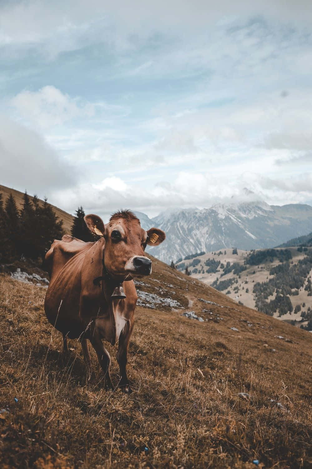 brown cow, bell, dry grassy field, HD Phone Wallpaper
