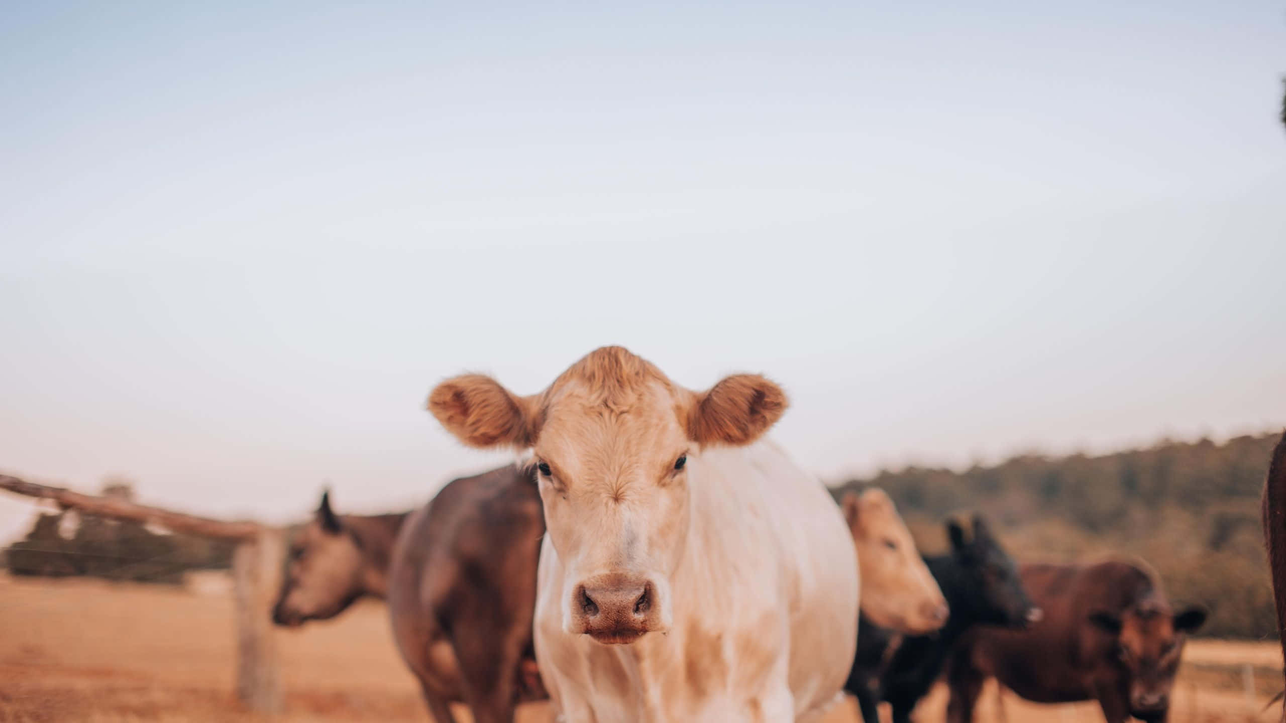 Aesthetic Cow, light brown calf, golden hour, 2K Desktop Wallpaper