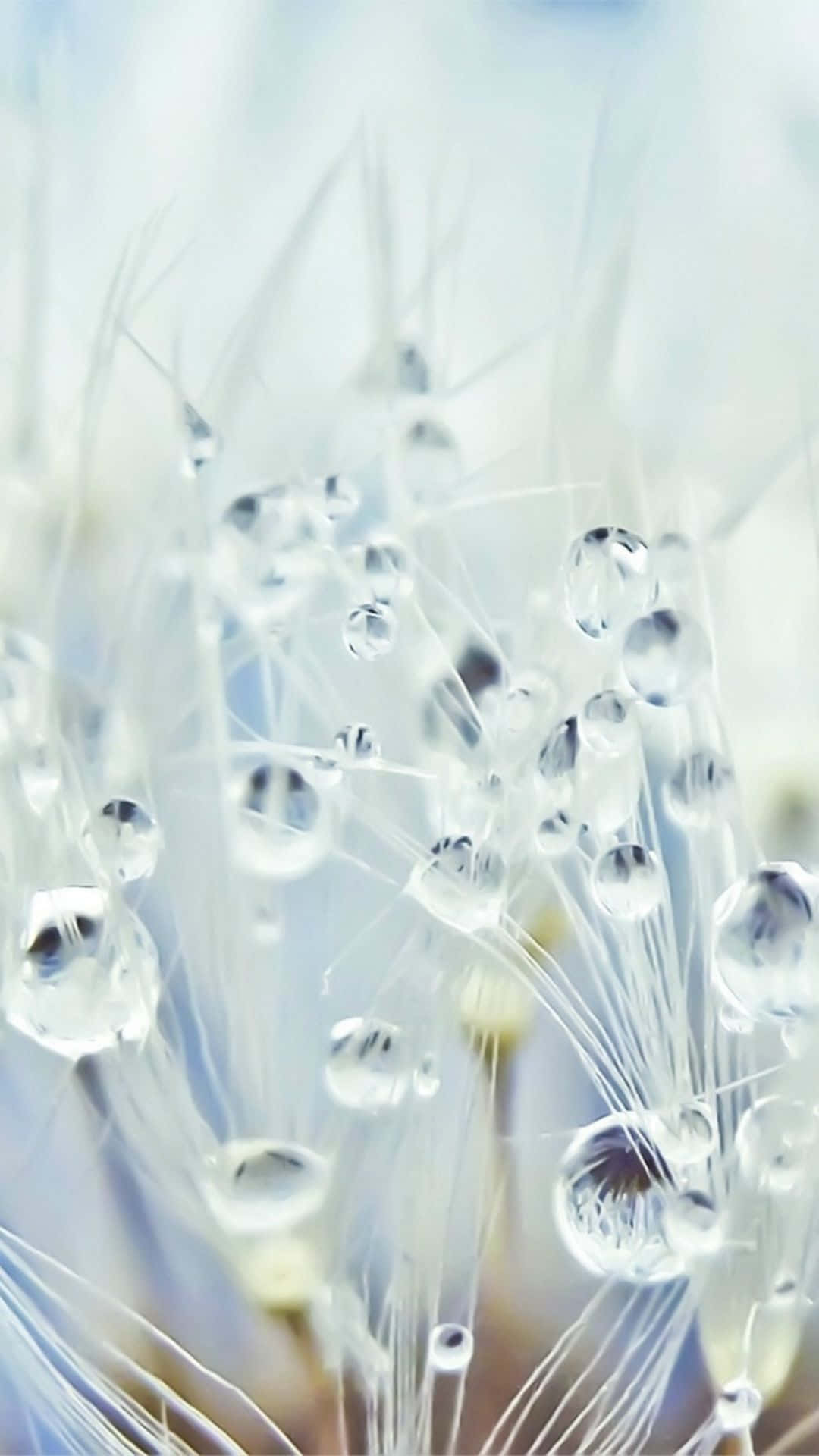 Aesthetic Dandelion, Crystal Drops, dewdrops, Full HD Phone Wallpaper