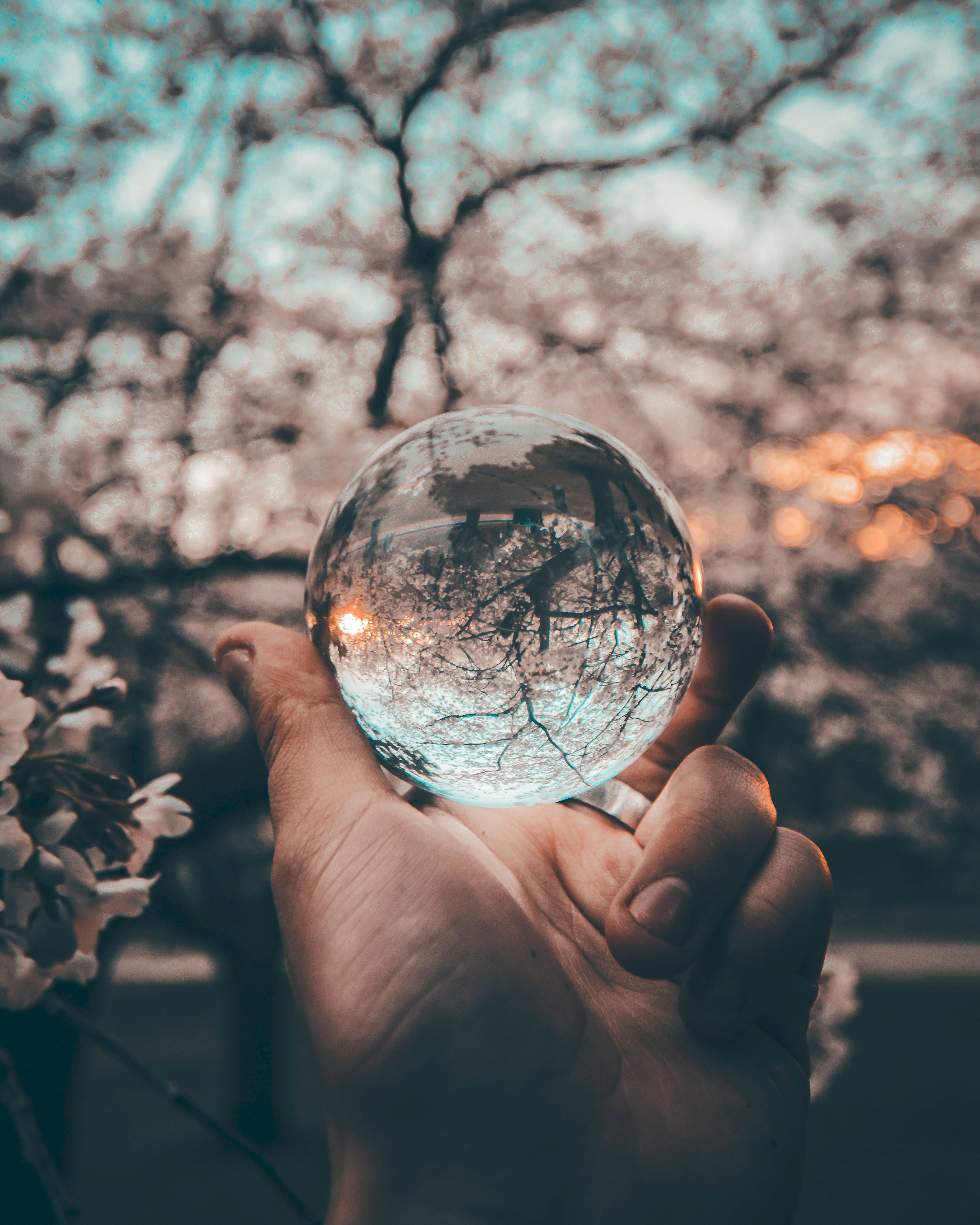 crystal ball, bare tree branches, warm sunset bokeh, 4K Phone Wallpaper