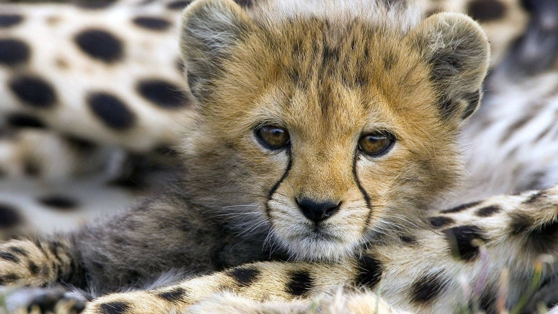 baby cheetah, young cheetah cub, soft fur, Full HD Desktop Wallpaper