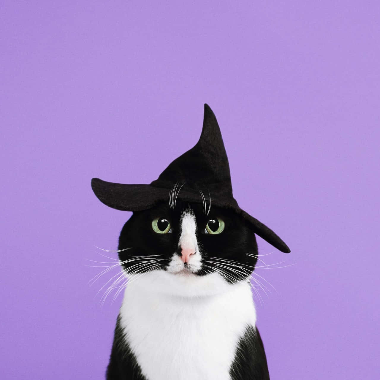 witch cat, black and white cat, green eyes, HD Desktop Wallpaper