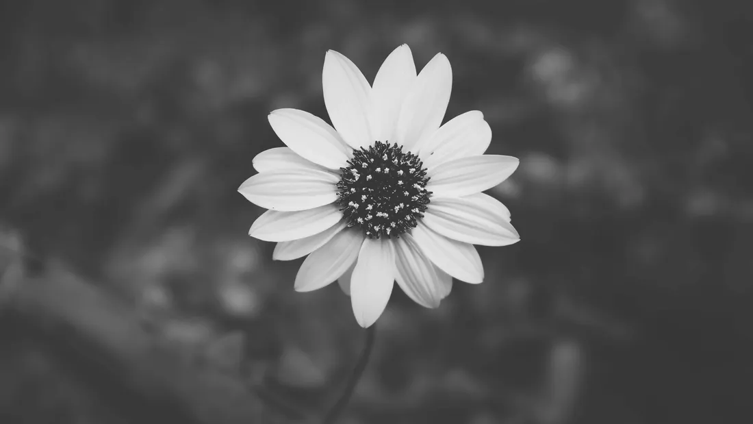 Aesthetic Daisy