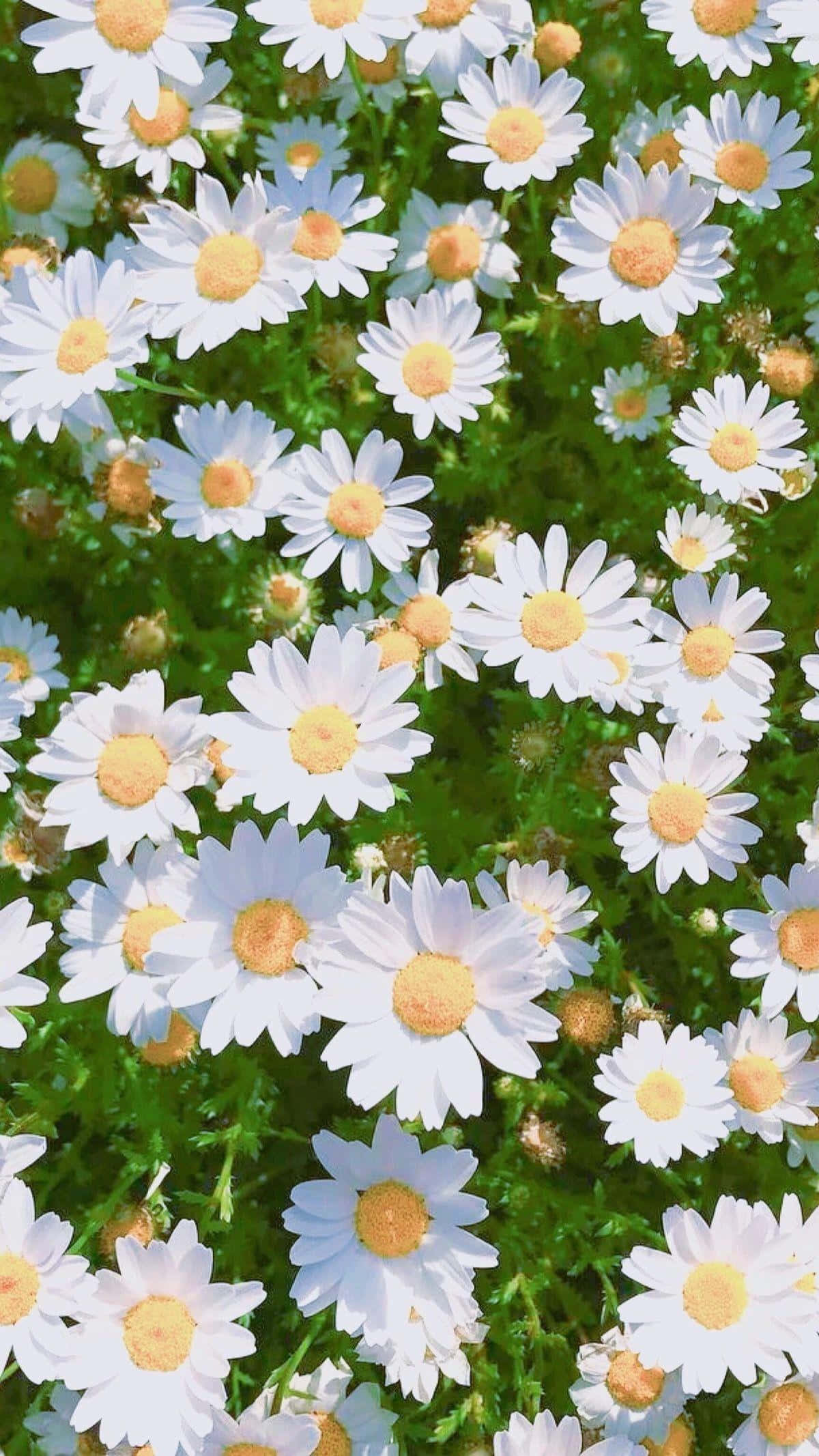 Aesthetic Daisy, white daisies, yellow centers, Full HD Phone Wallpaper