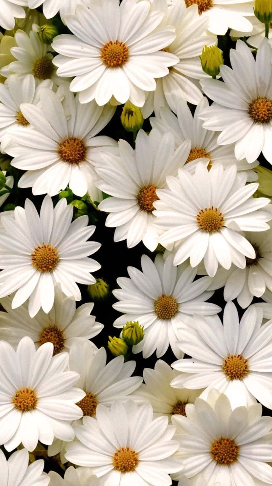 Aesthetic Daisy, white daisies, golden centers, HD Phone Wallpaper