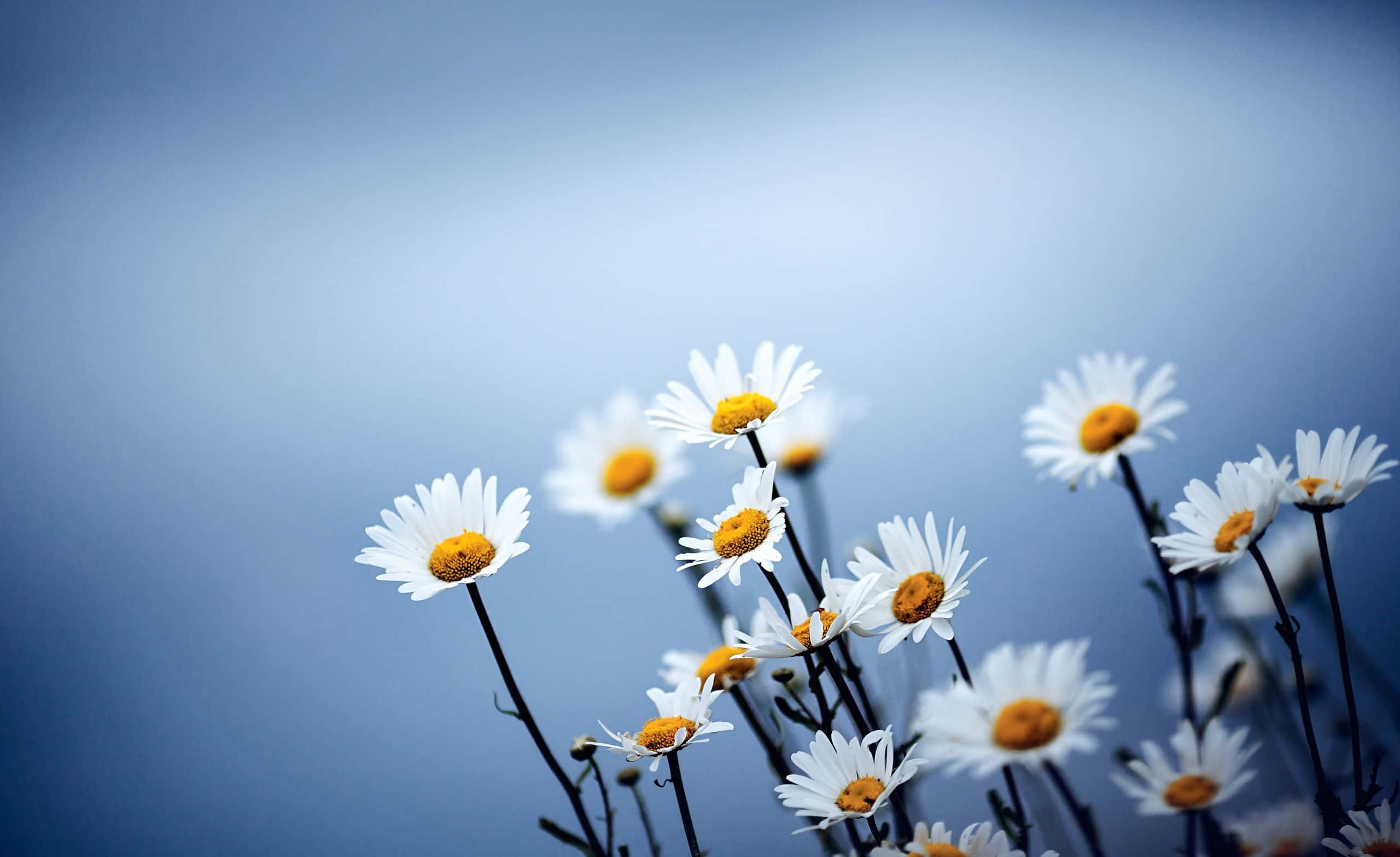 Aesthetic Daisy, white daisies, yellow centers, 2K Desktop Wallpaper