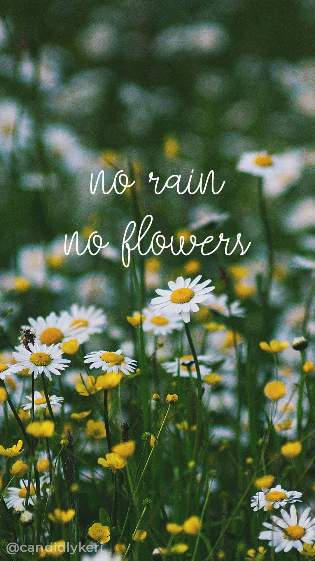 Aesthetic Daisy, white daisies, yellow centers, Full HD Phone Wallpaper