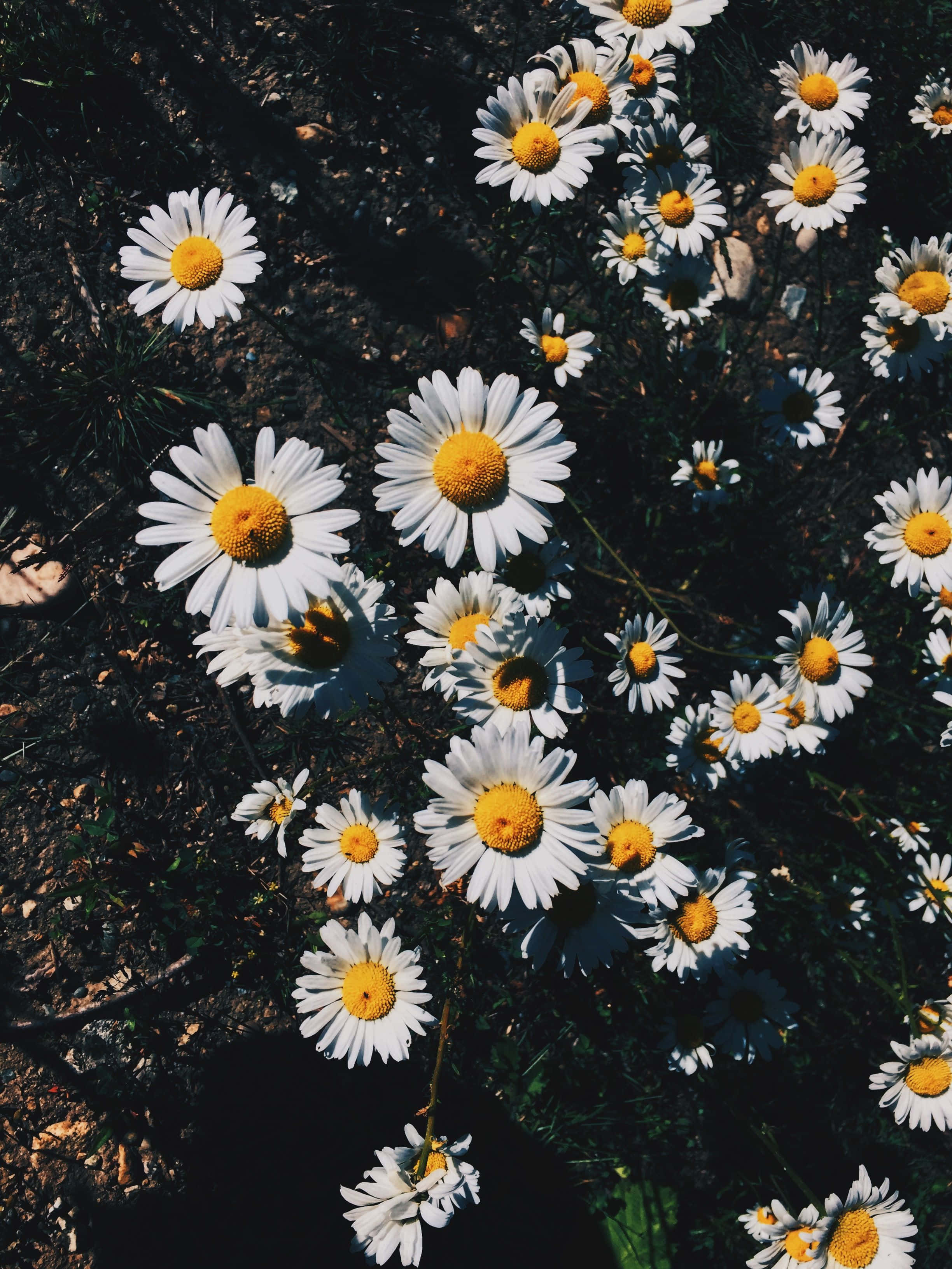 Aesthetic Daisy, daisies, bright yellow centers, 2K Phone Wallpaper