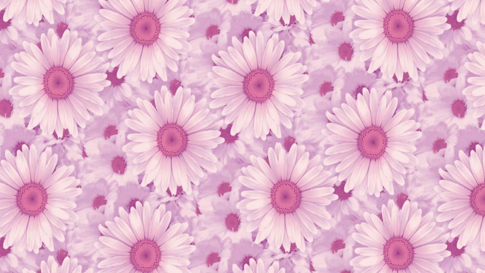 Aesthetic Daisy, pastel pink, daisies, HD Desktop Wallpaper