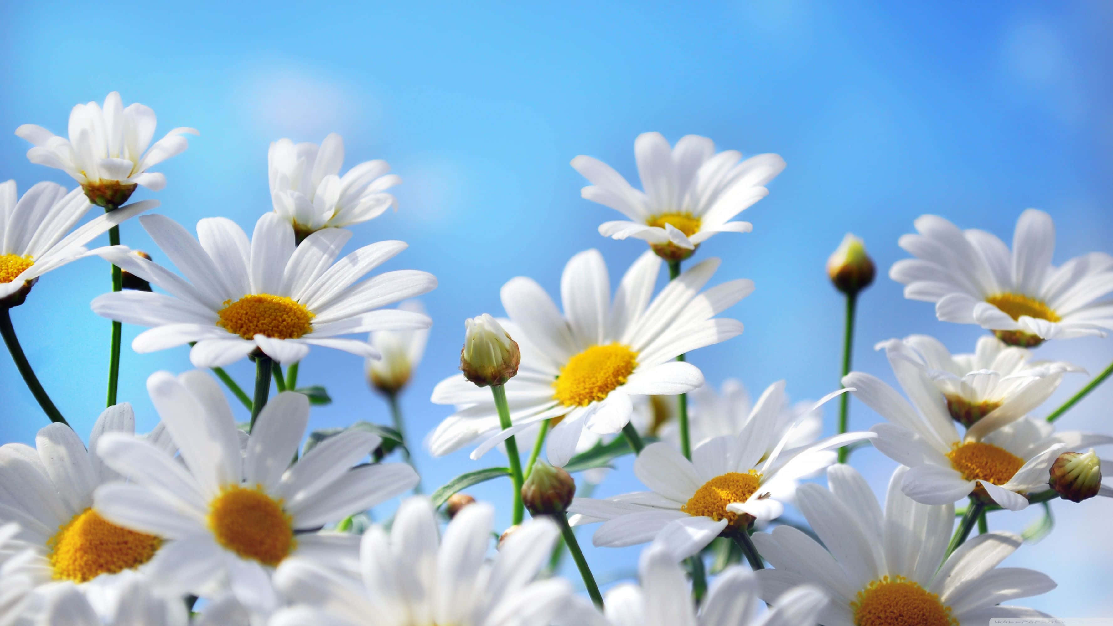 Aesthetic Daisy, blue sky, white daisies, 2K Desktop Wallpaper