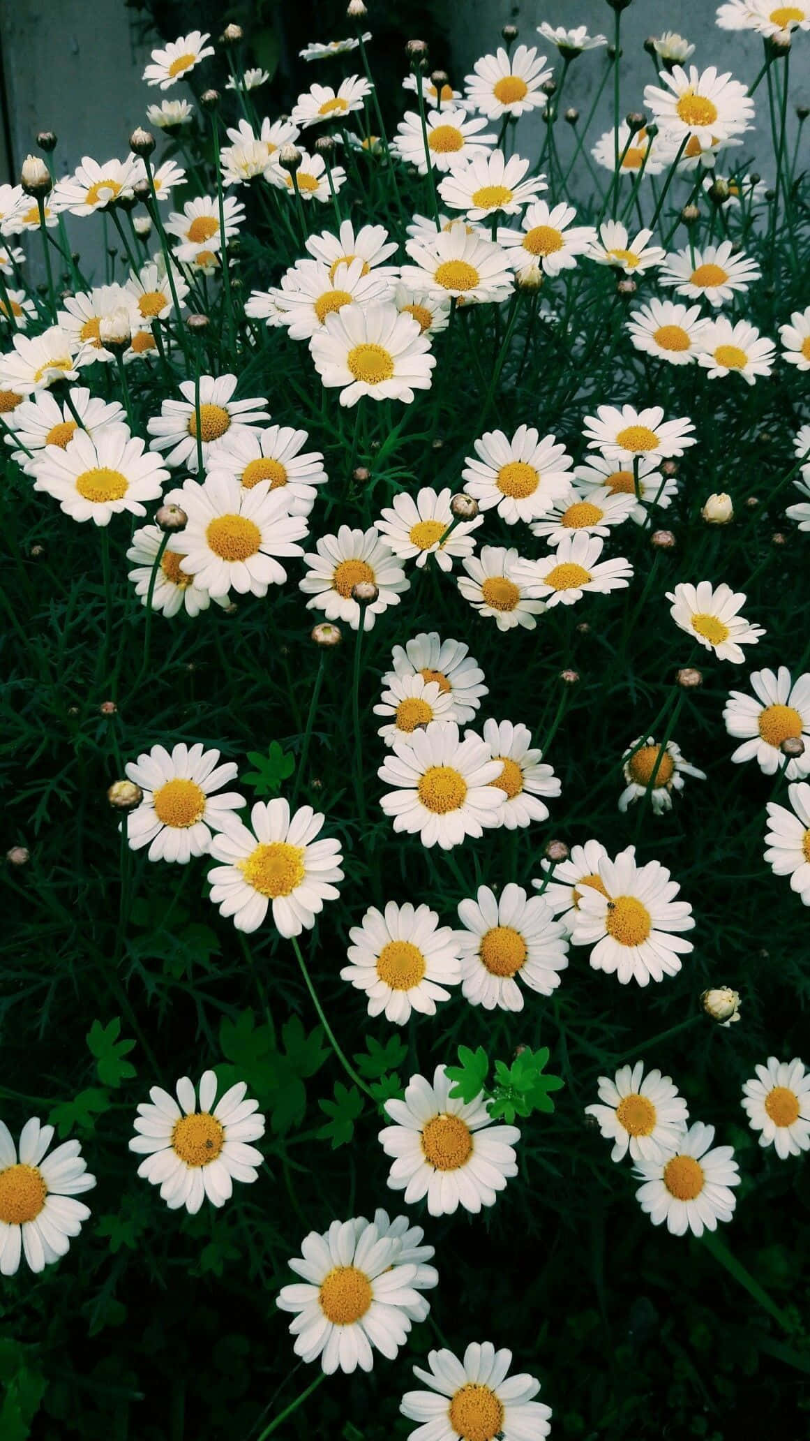 Aesthetic Daisy, white daisies, bright yellow centers, Full HD Phone Wallpaper