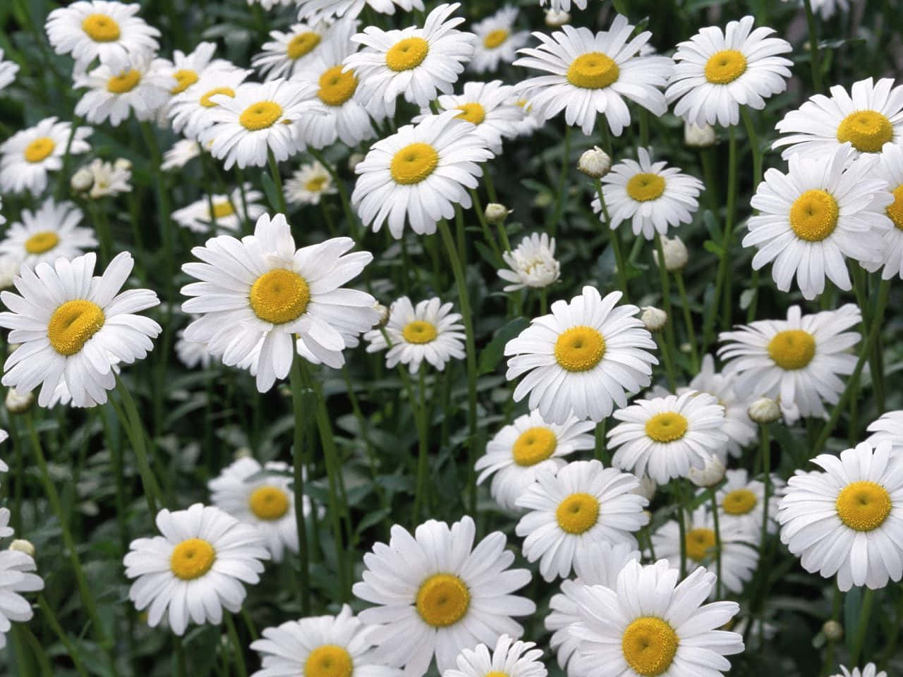 Aesthetic Daisy, white daisies, bright yellow centers, HD Desktop Wallpaper