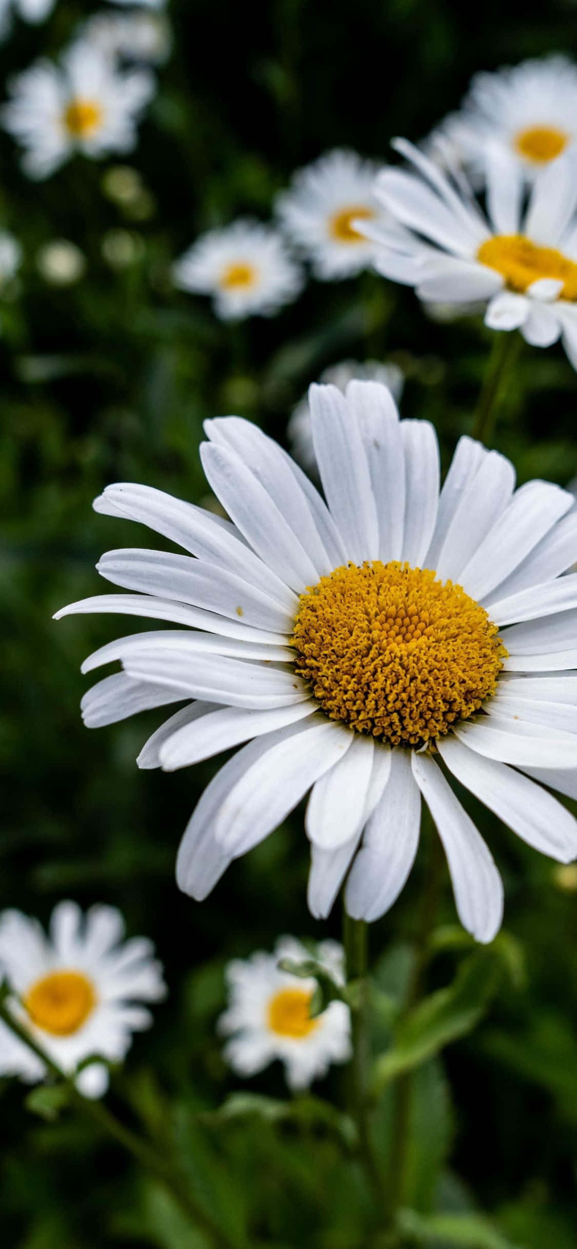 white daisies, yellow centers, field, Full HD Phone Wallpaper