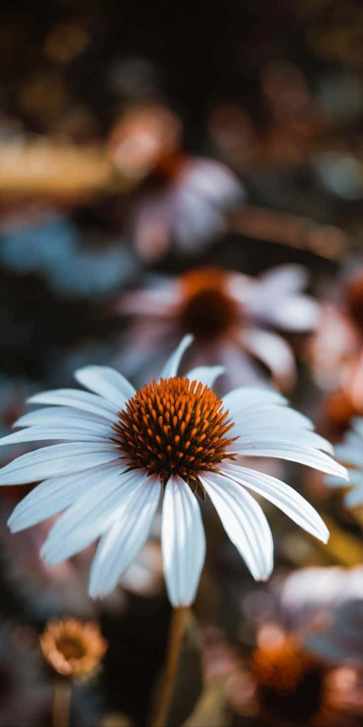 Aesthetic Daisy, white coneflower, spiky orange center, HD Phone Wallpaper