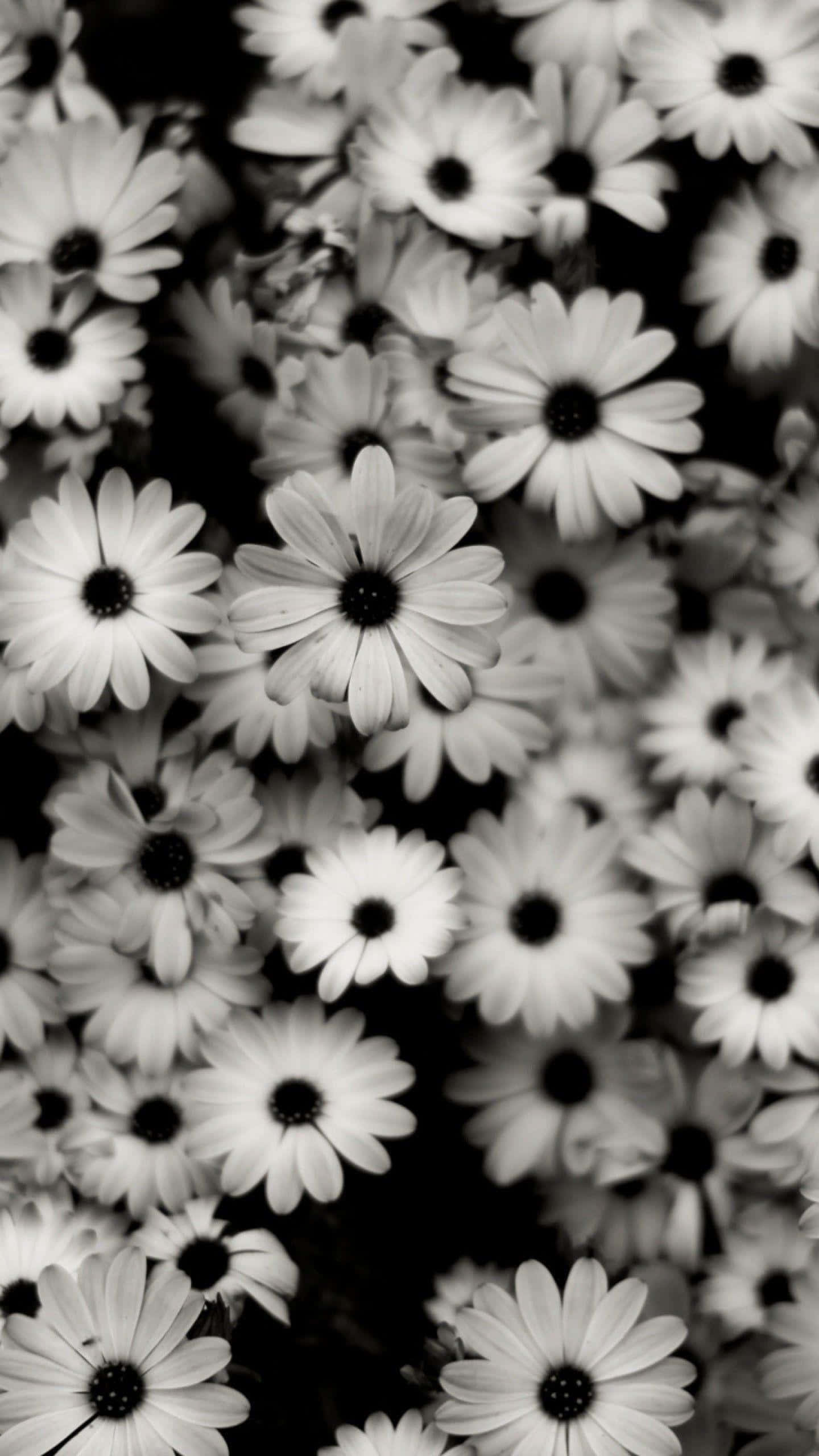 Aesthetic Daisy, black and white, daisies, 2K Phone Wallpaper