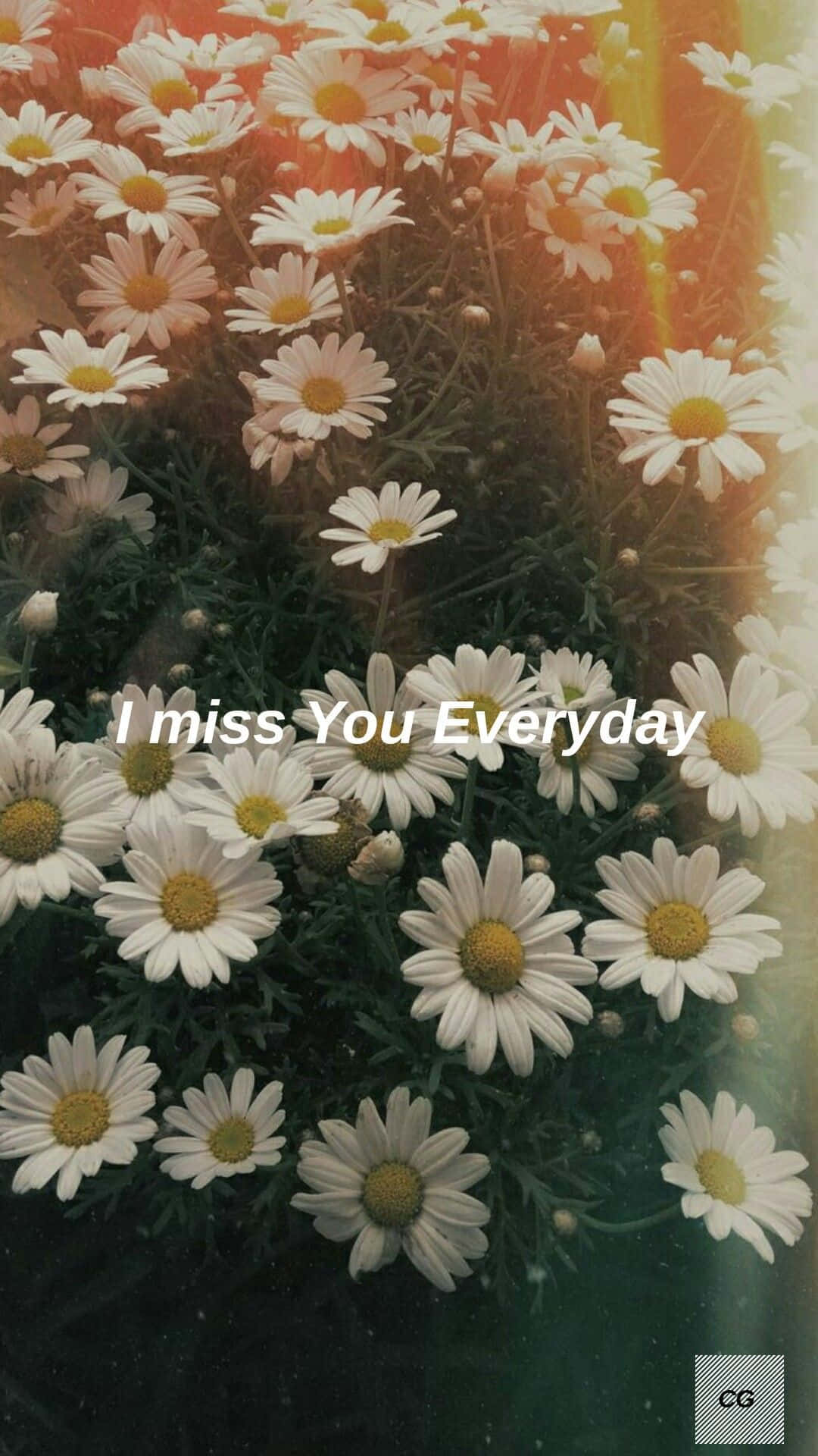 Aesthetic Daisy, white daisies, yellow centers, Full HD Phone Wallpaper