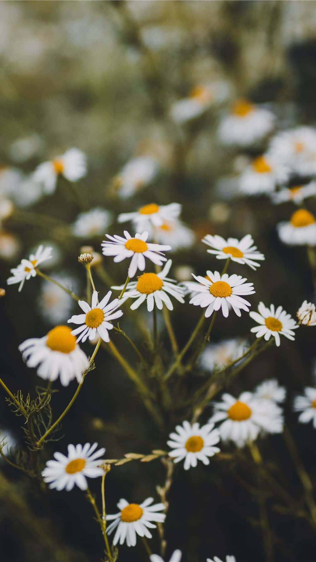 white daisy, navy blue background, sunlit meadow, Full HD Phone Wallpaper
