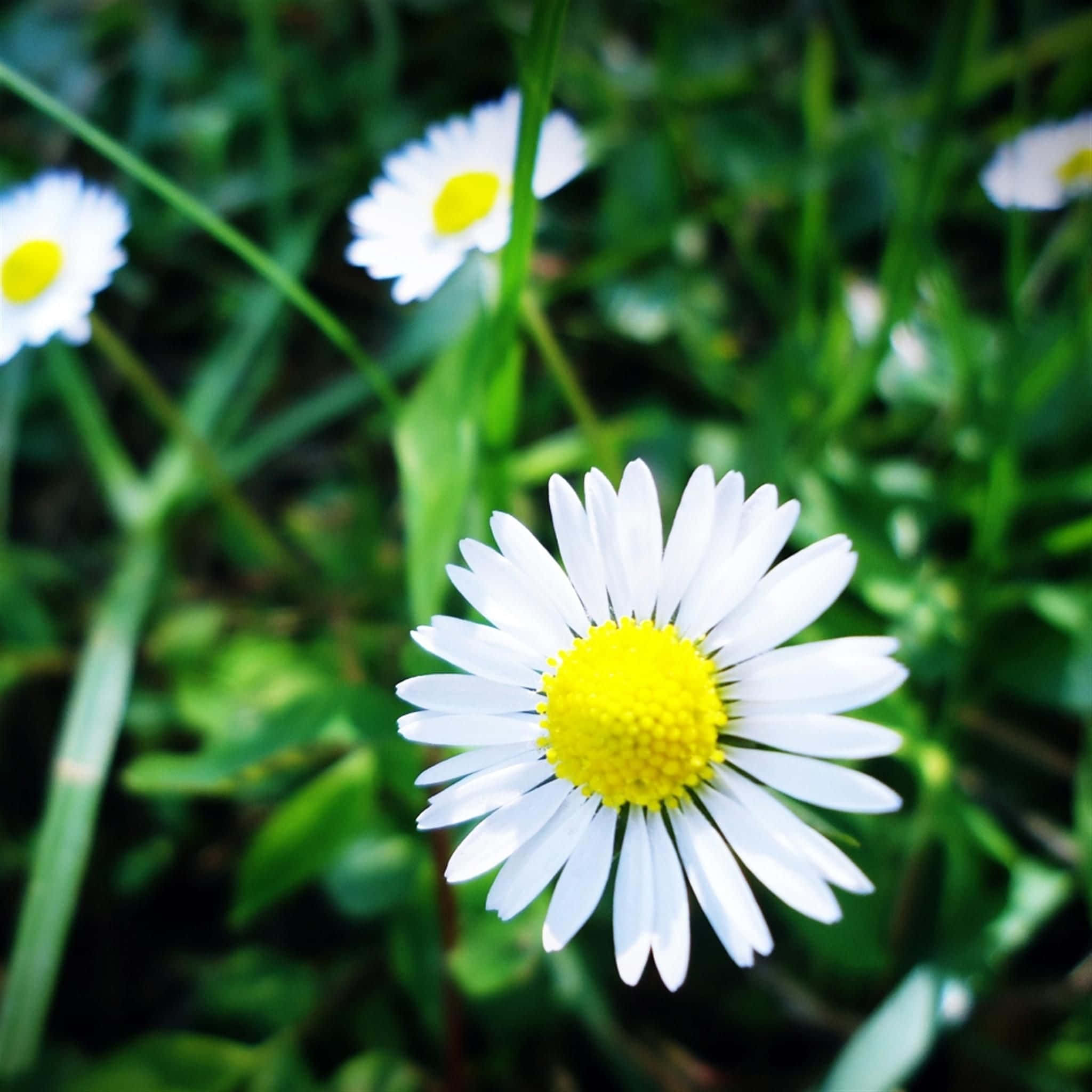 Aesthetic Daisy, white daisy, bright yellow center, Full HD Desktop Wallpaper