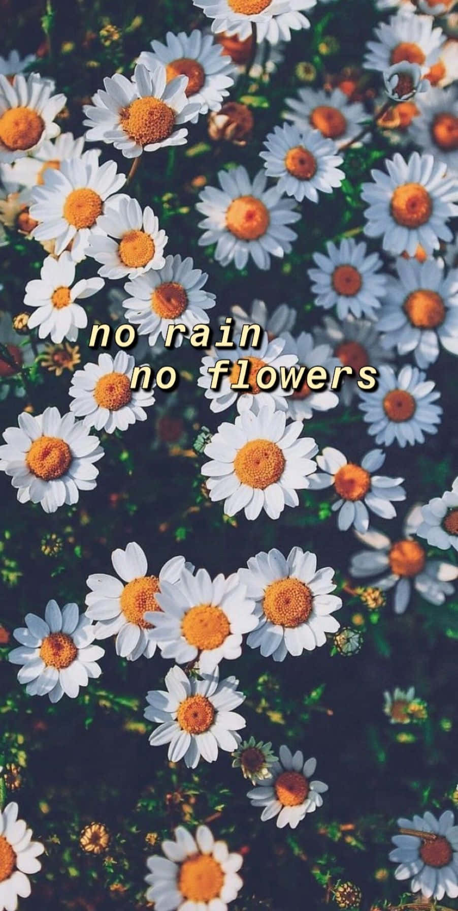 Aesthetic Daisy, white daisies, orange centers, HD Phone Wallpaper