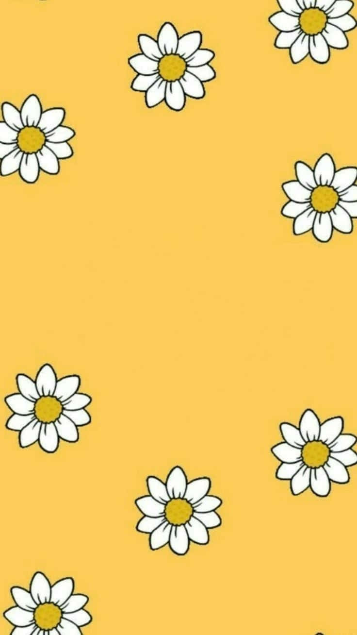 aesthetic daisy, white daisies, yellow centers, HD Phone Wallpaper